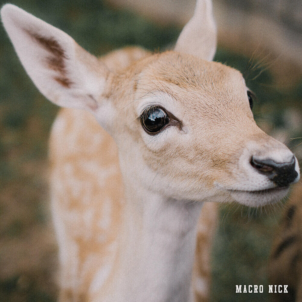 Релиз Doe Eyes