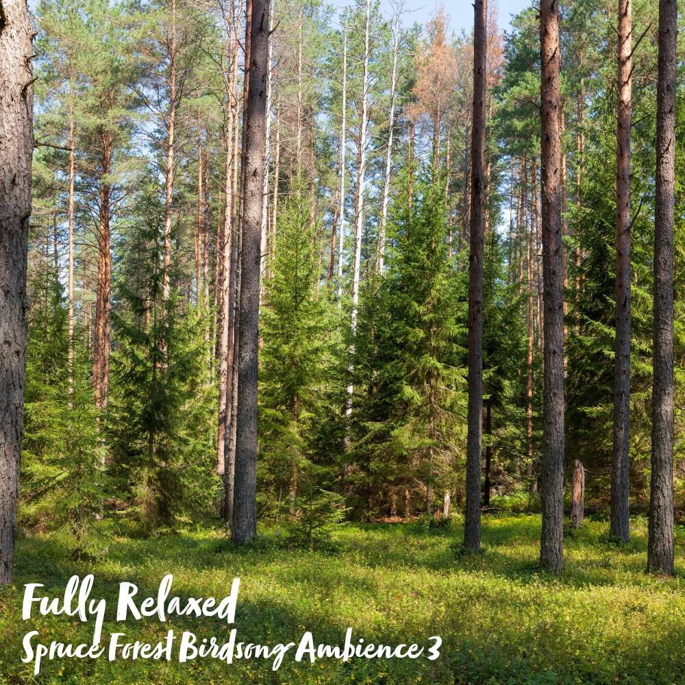 Релиз Fully Relaxed: Spruce Forest Birdsong Ambience 3