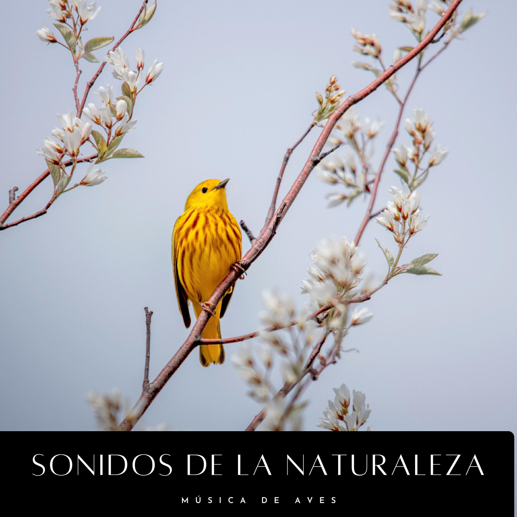 Релиз Sonidos De La Naturaleza: Música De Aves