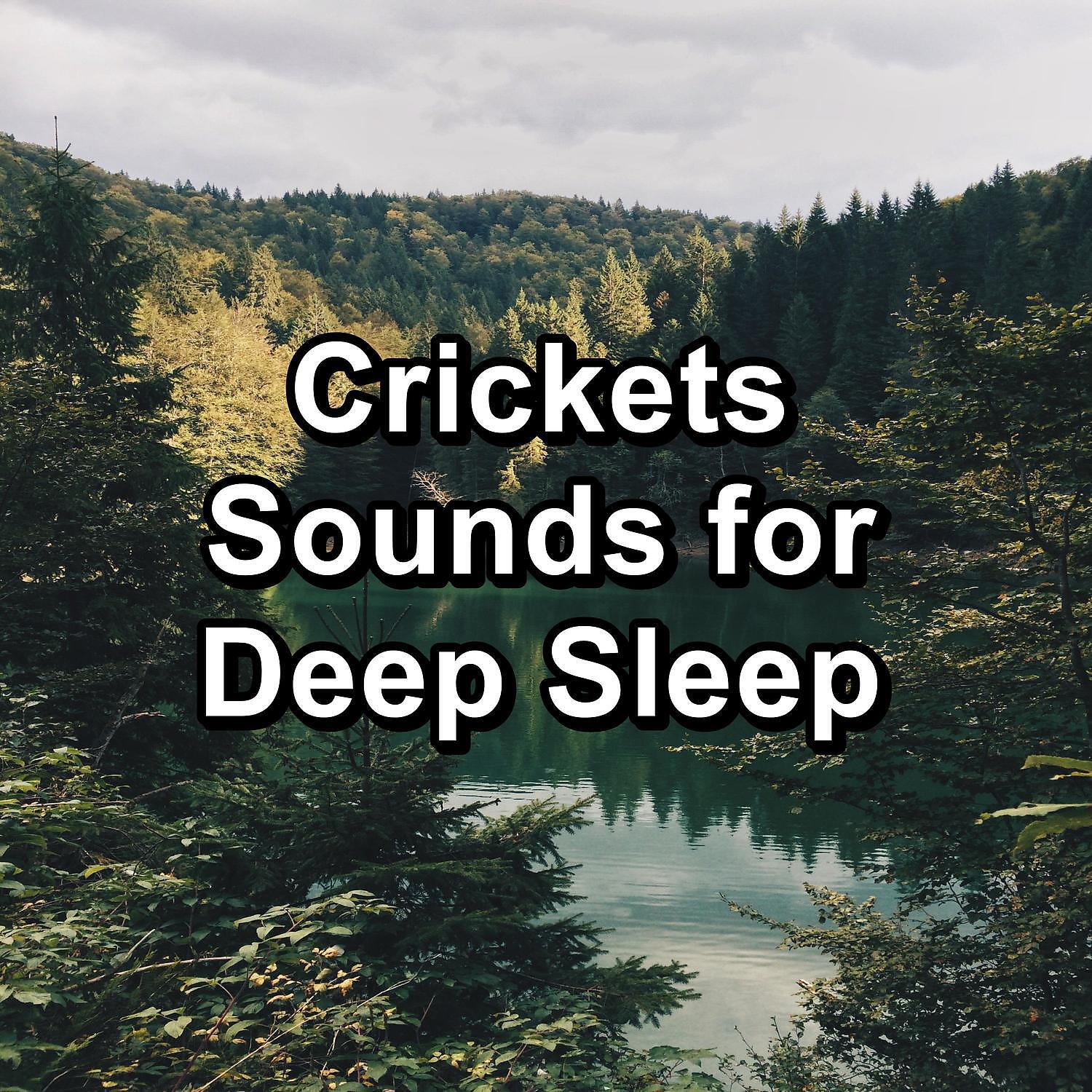 Релиз Crickets Sounds for Deep Sleep