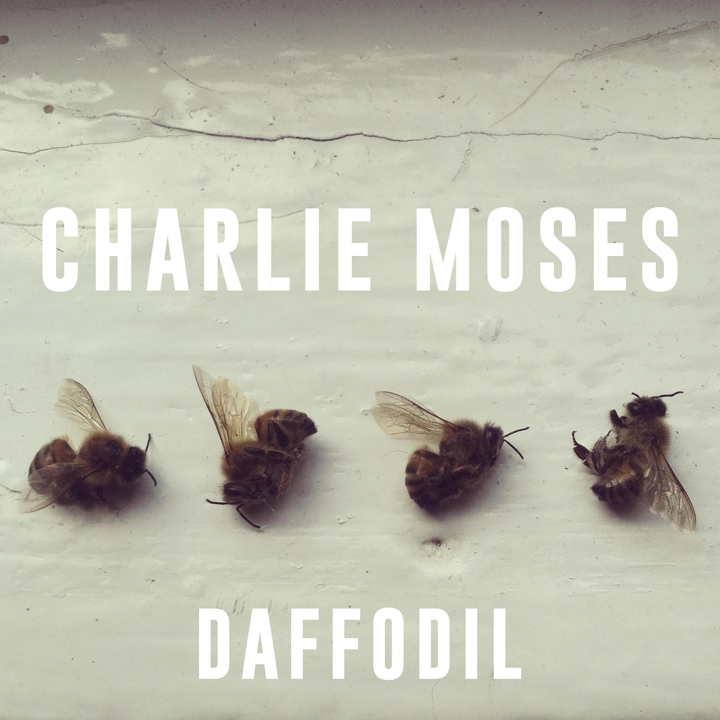 Релиз Daffodil