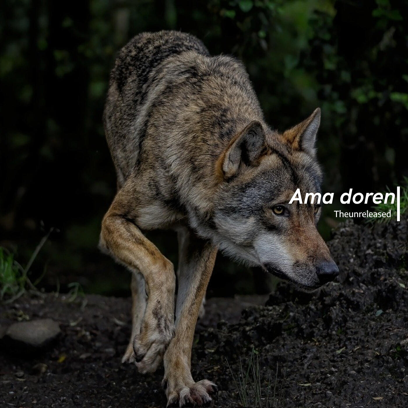 Релиз Ama Doren