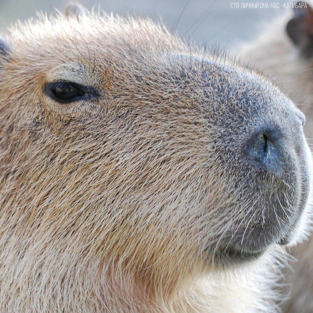 Релиз Capybara