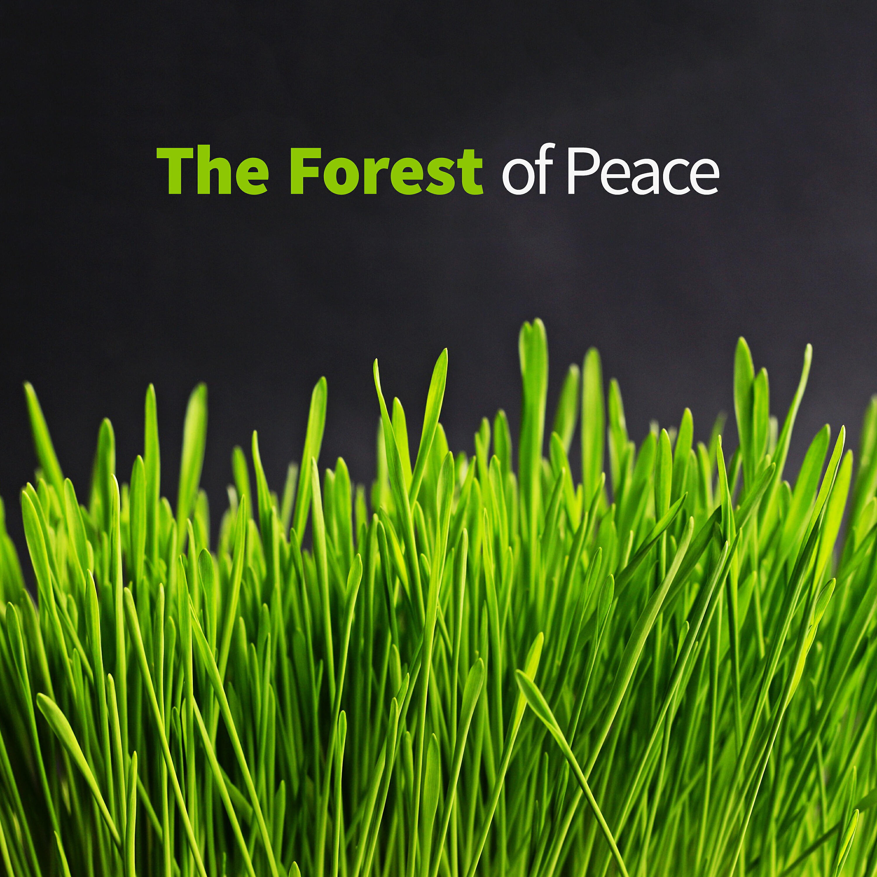 Релиз The Forest of Peace