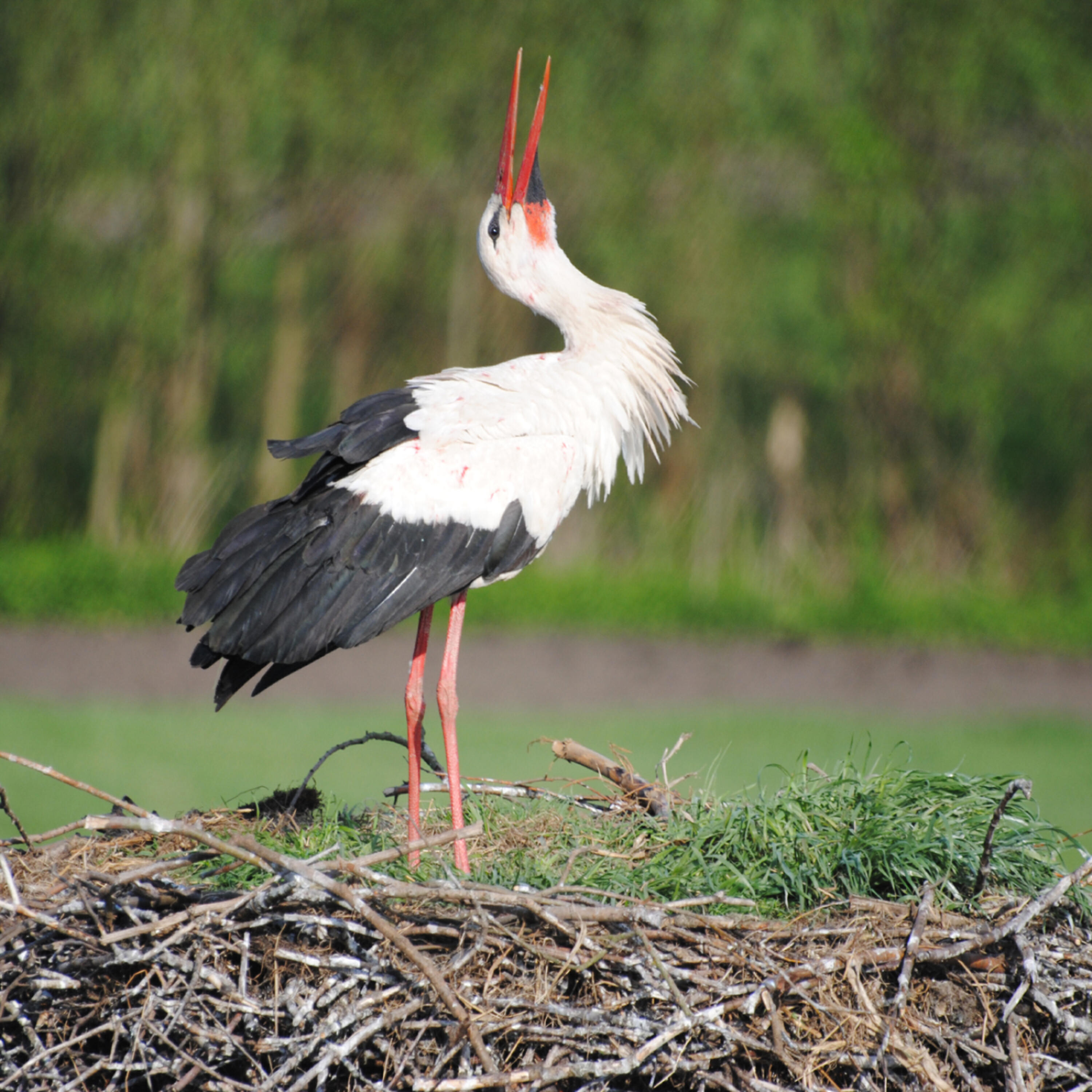 Релиз Bird sounds - Stork