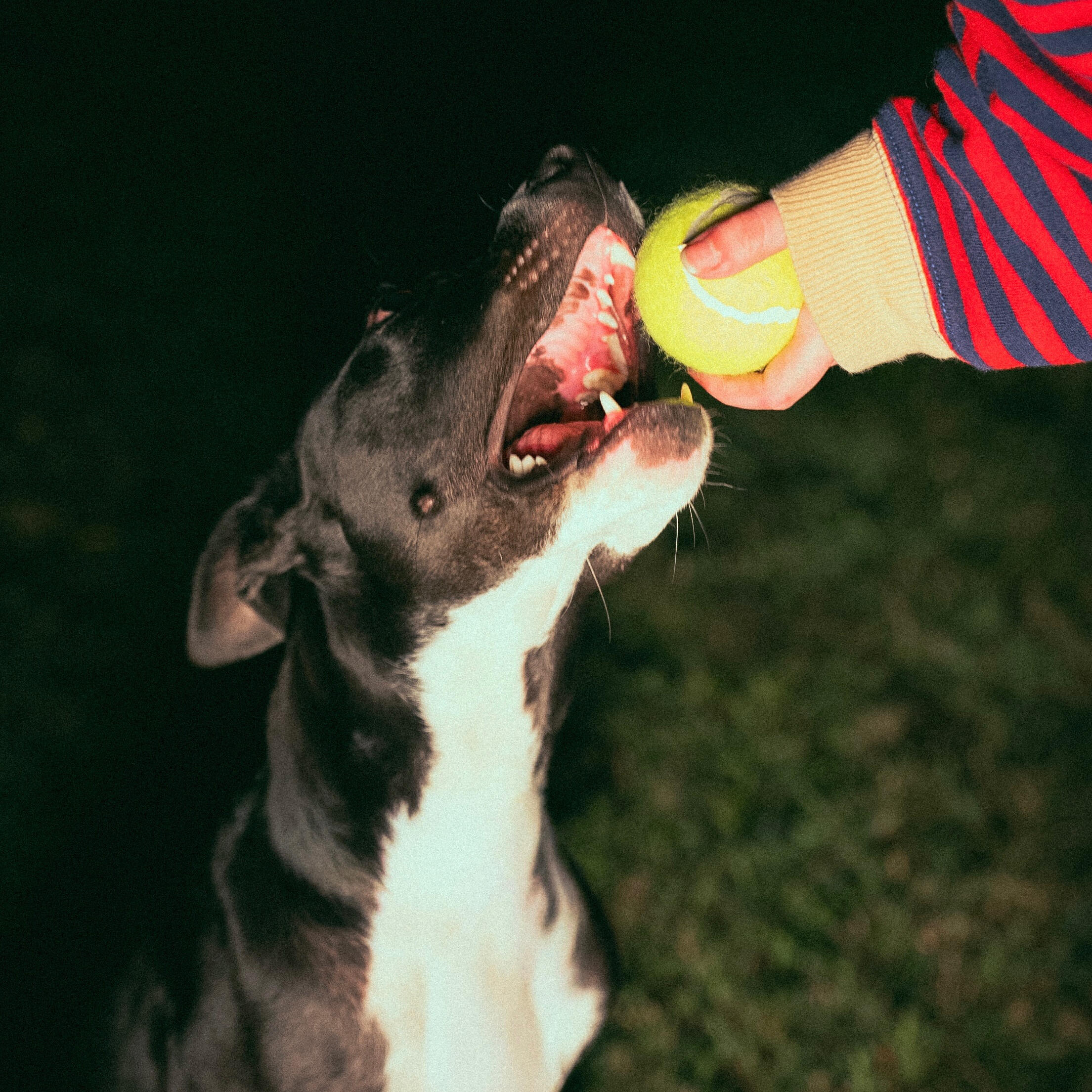 Релиз Fetch!