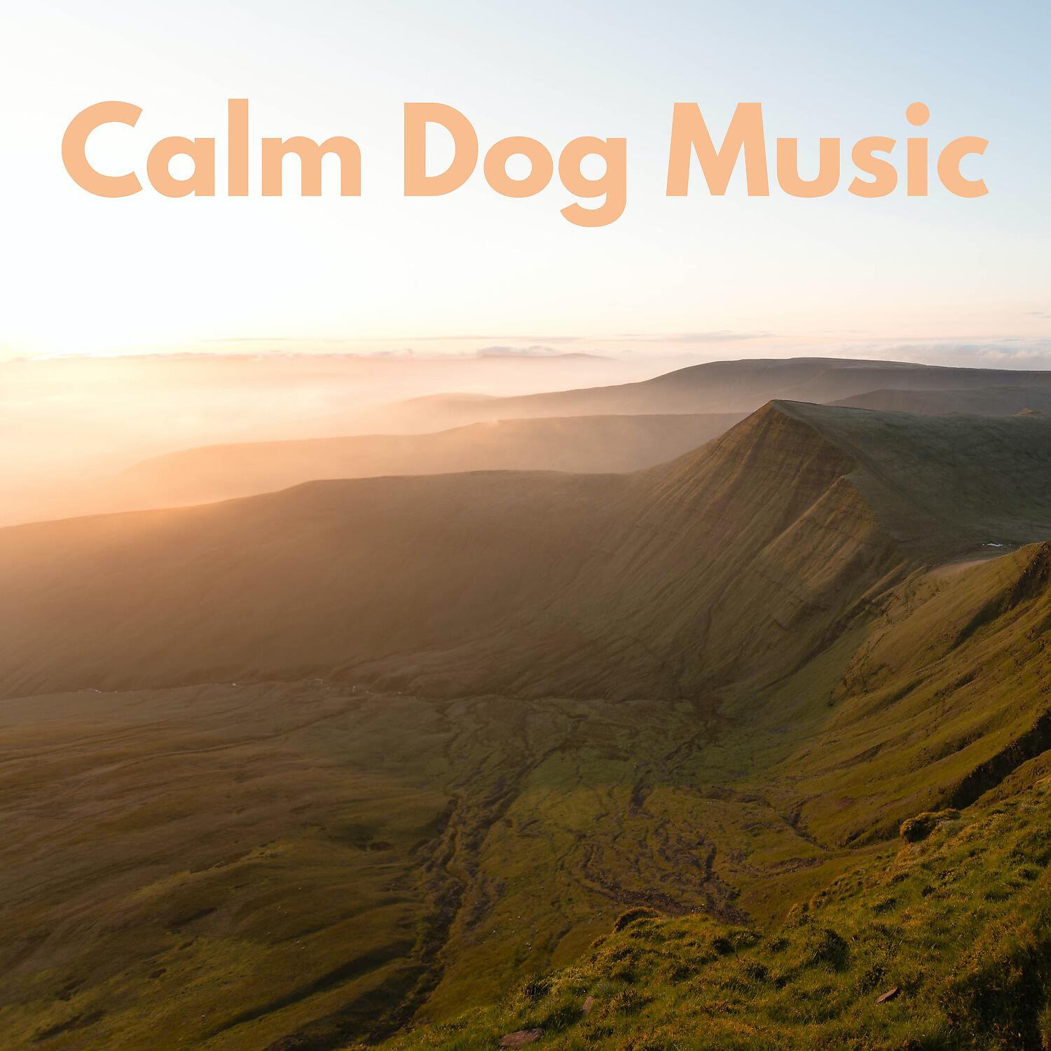 Релиз Calm Dog Music