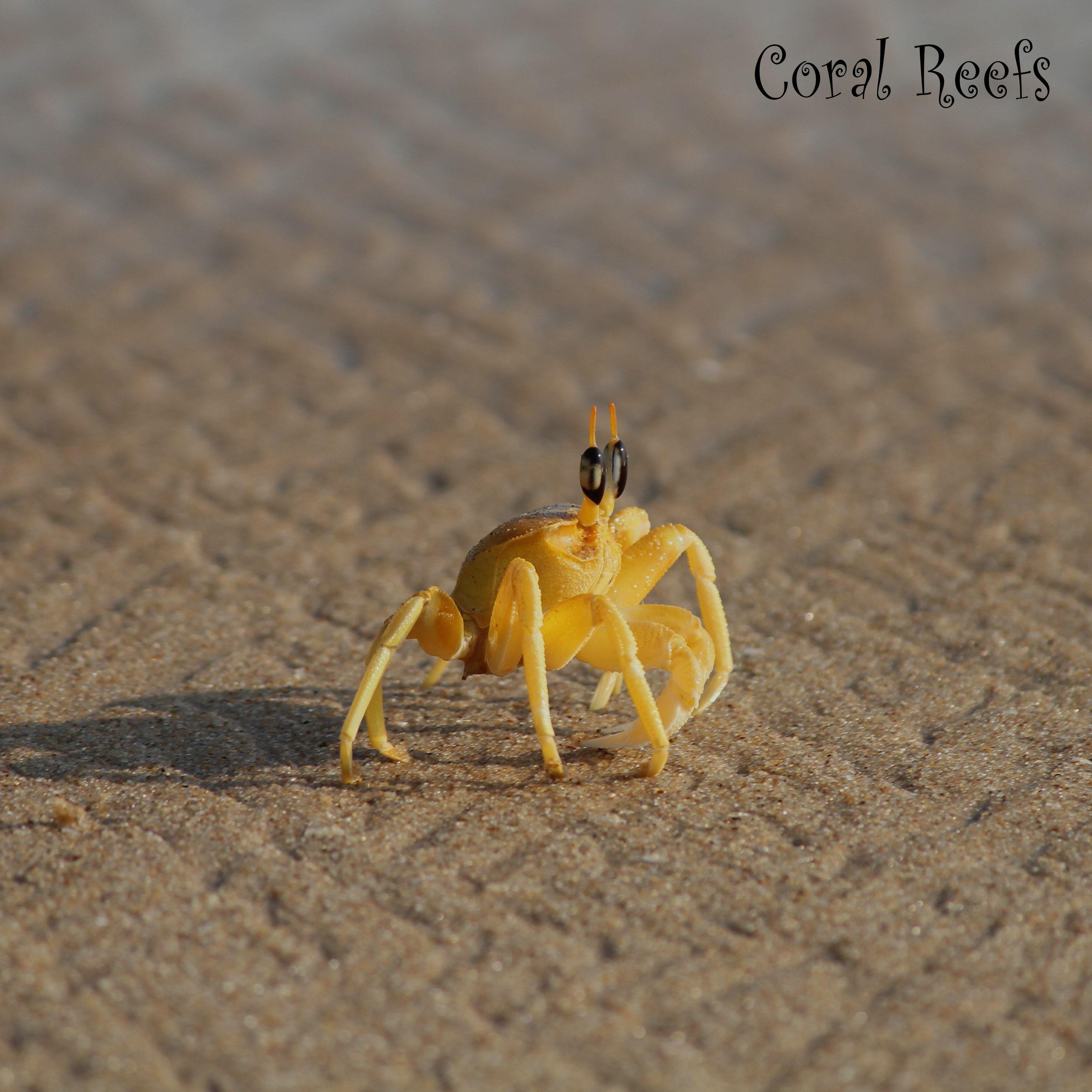 Релиз Coral Reefs
