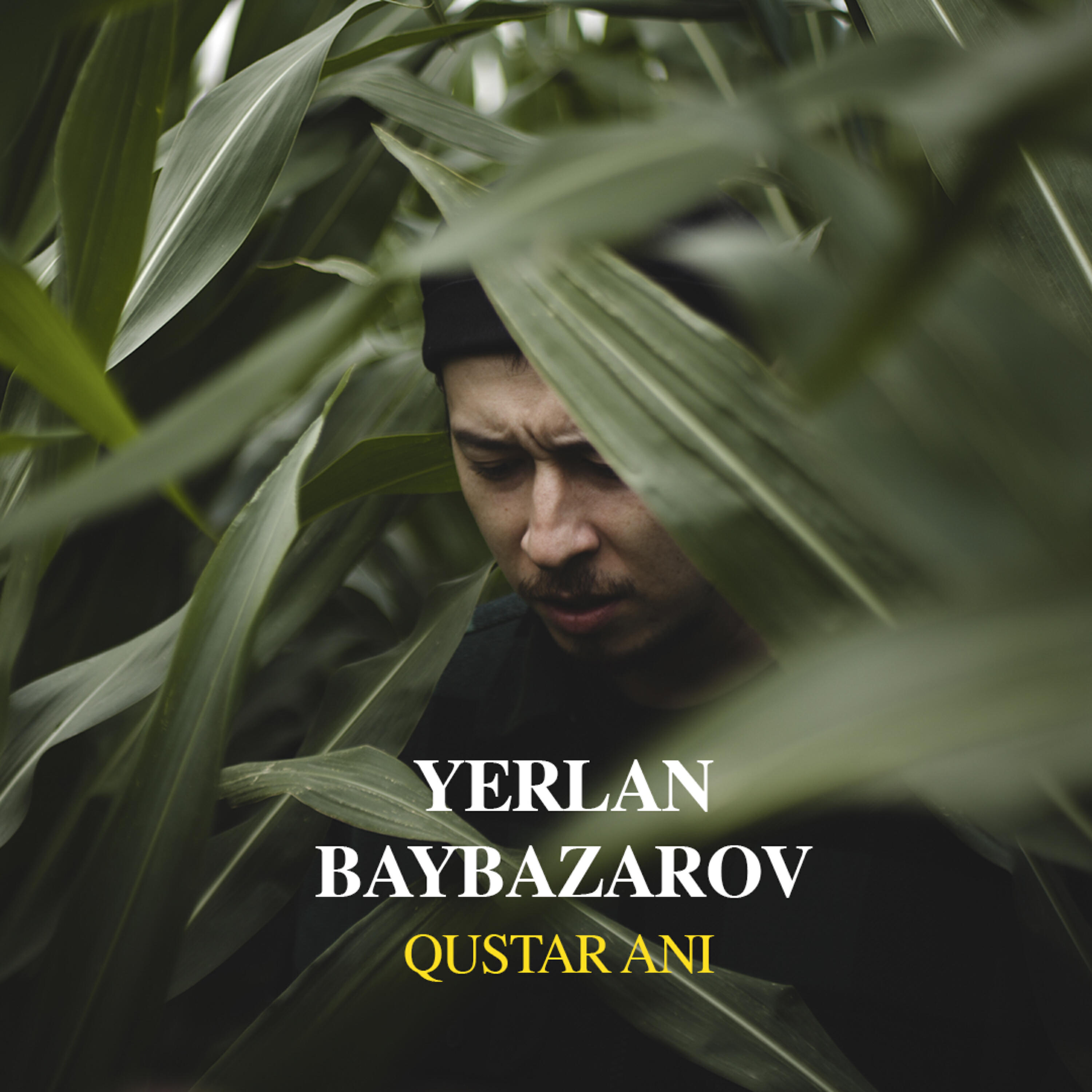 Релиз Qustar ani