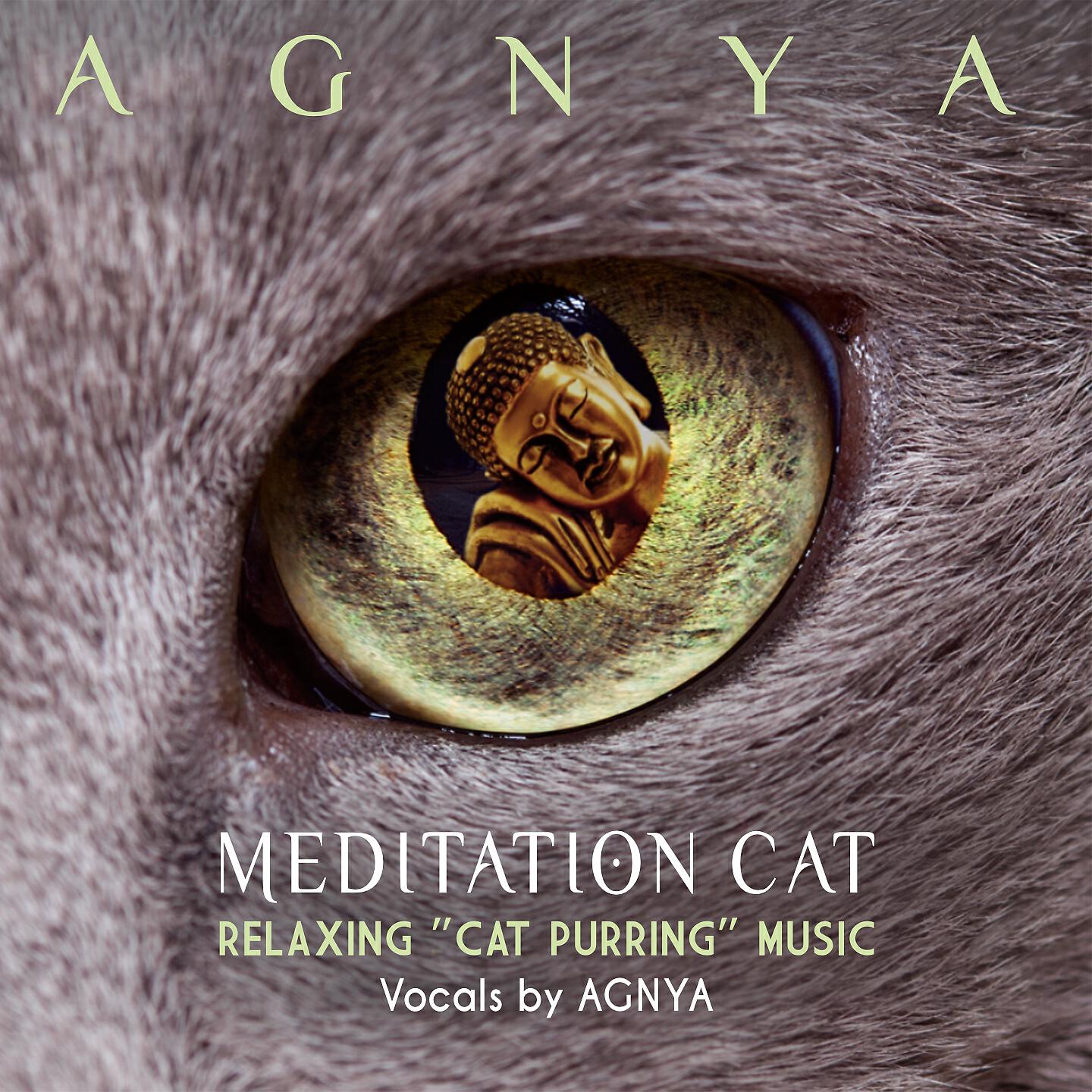 Релиз Meditation Cat