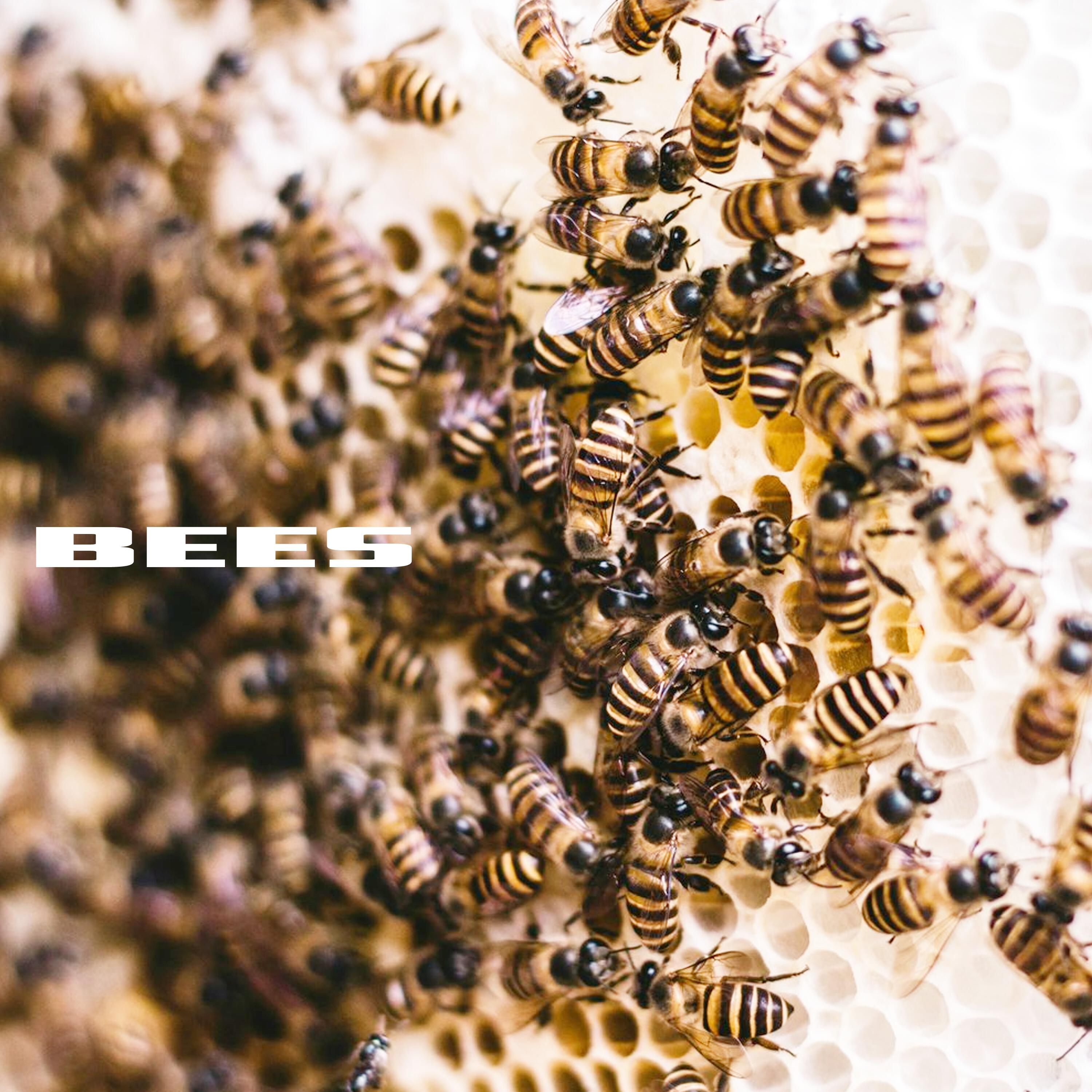 Релиз BEES