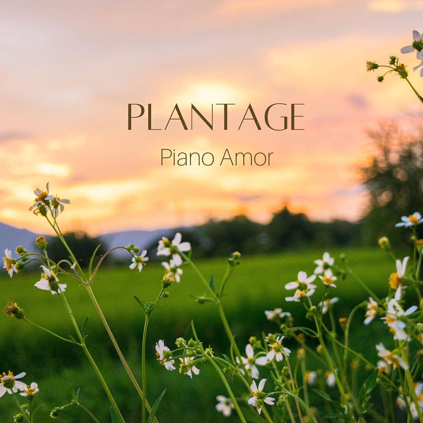 Релиз Plantage