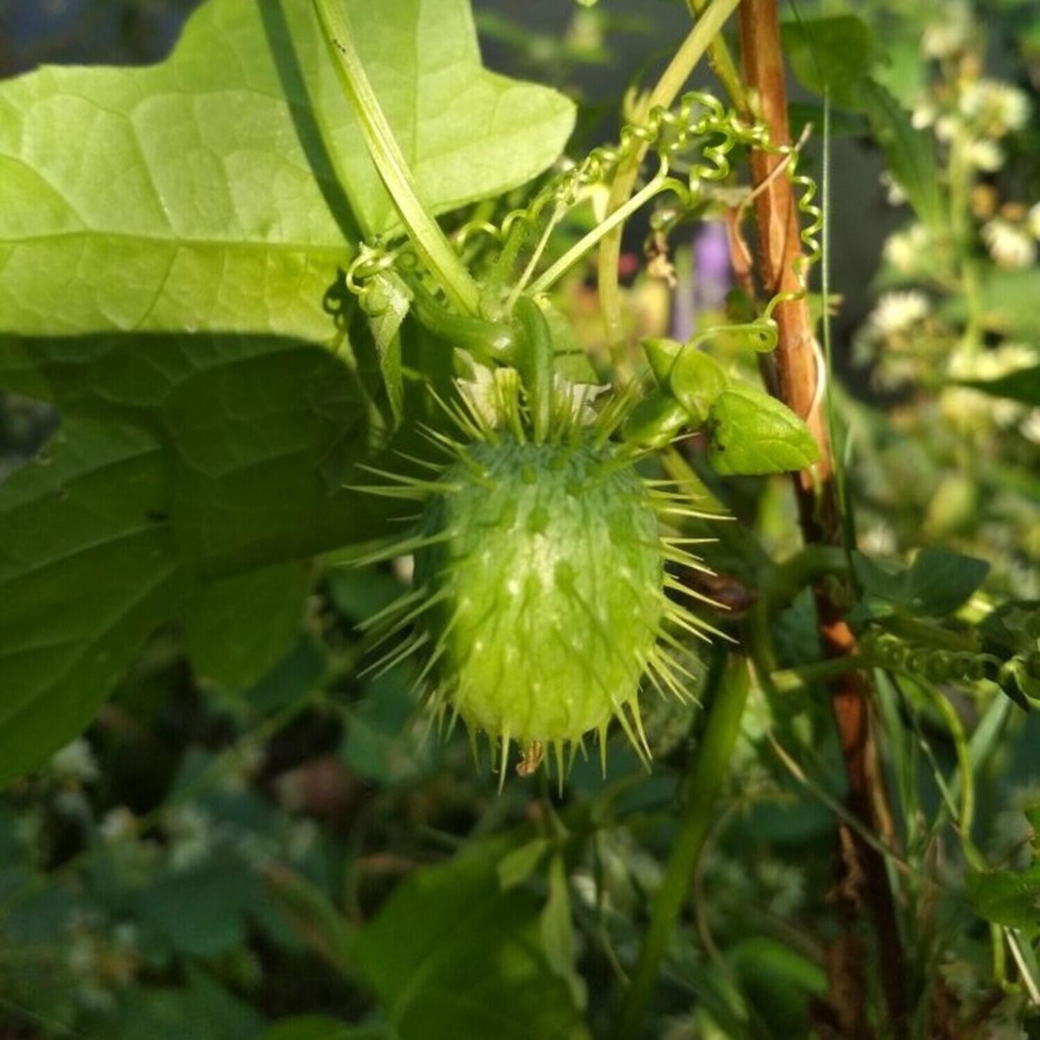 Релиз Дикий огурец Funk