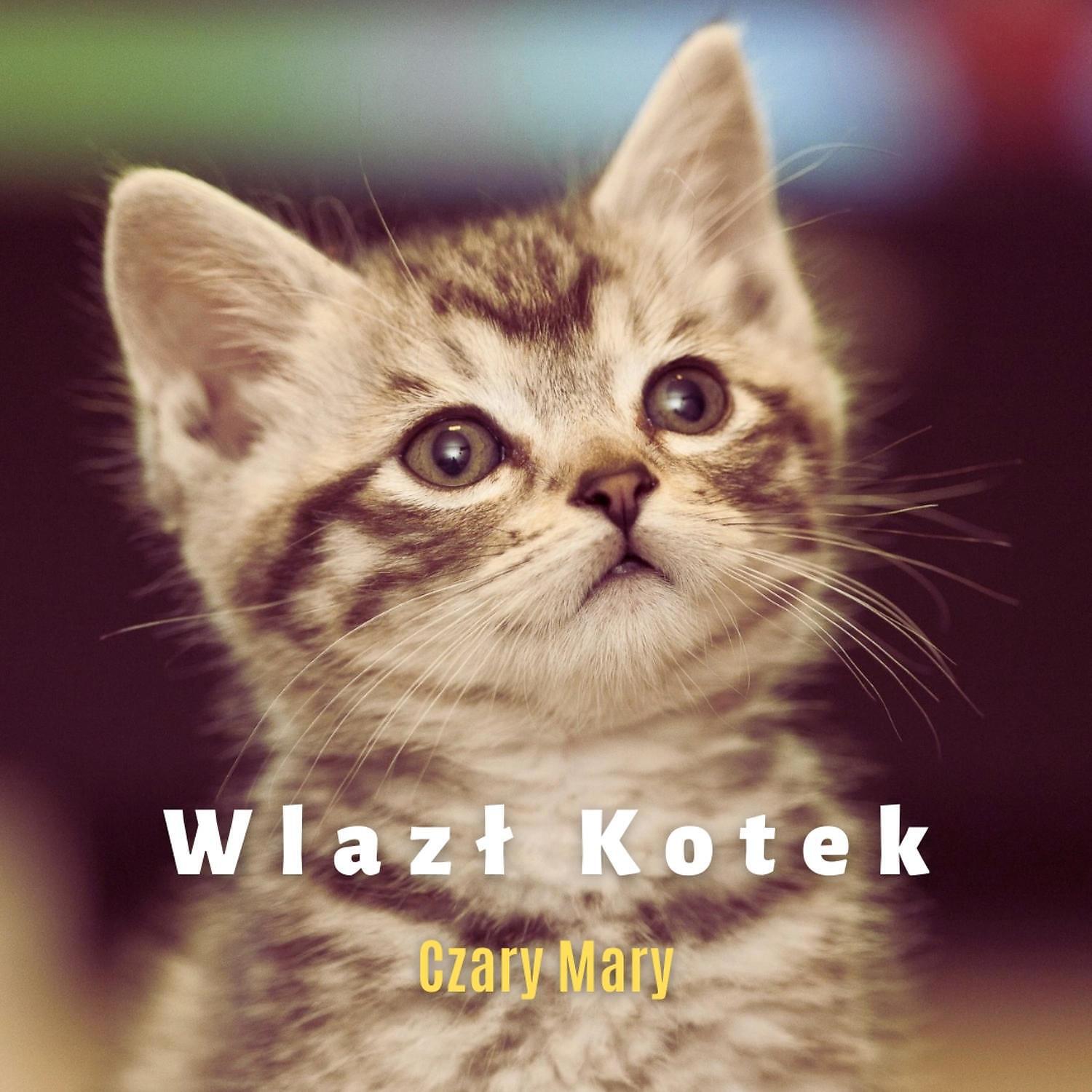 Релиз Wlazl Kotek