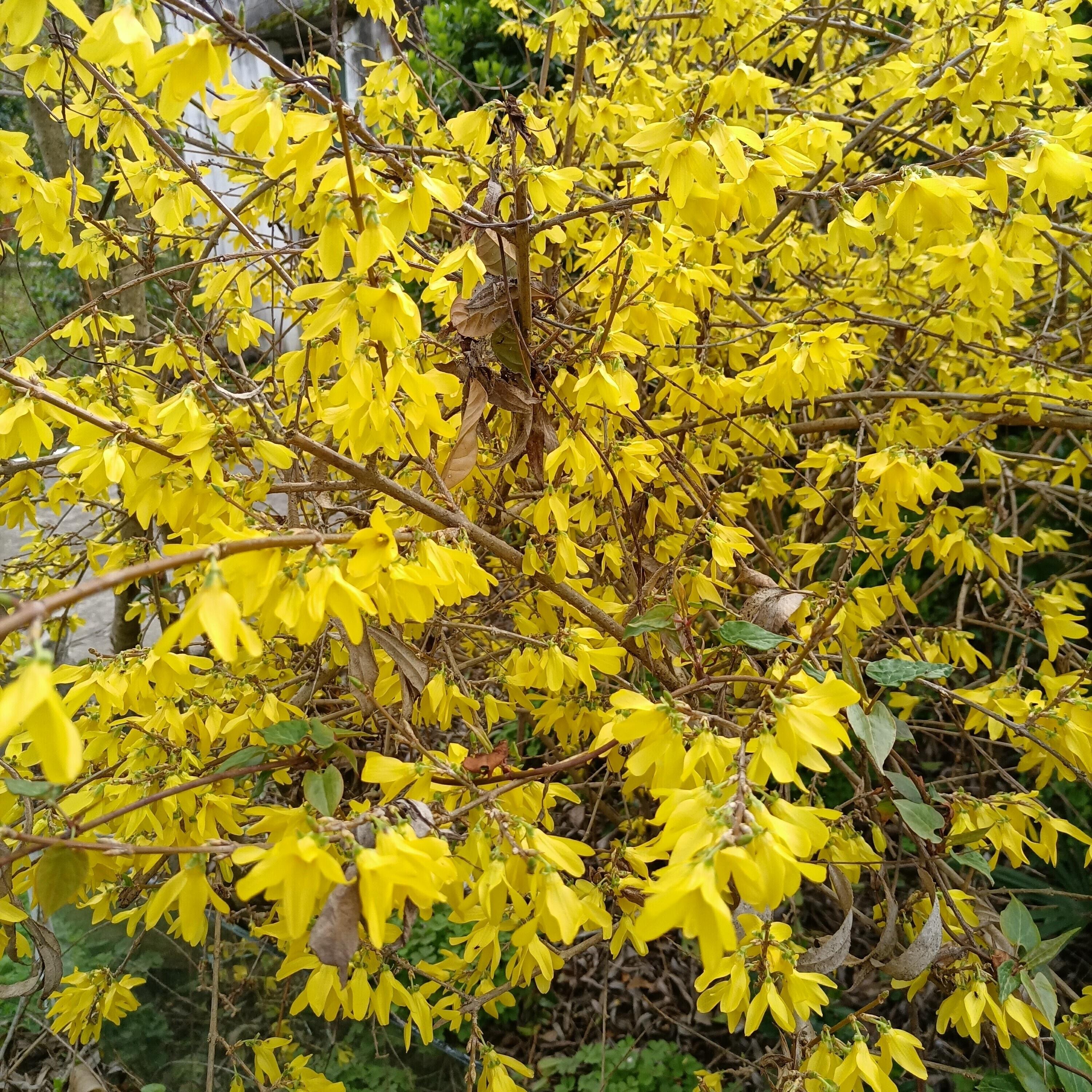 Трек 油菜花香圆舞曲