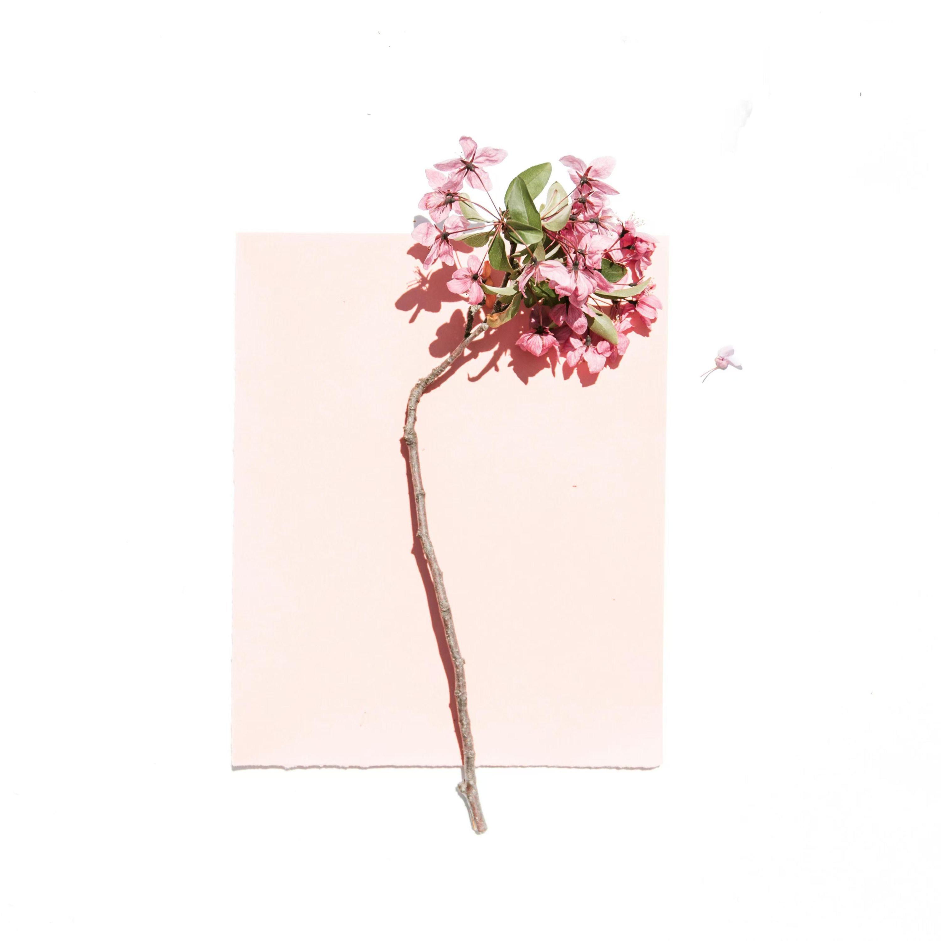 Релиз 花店