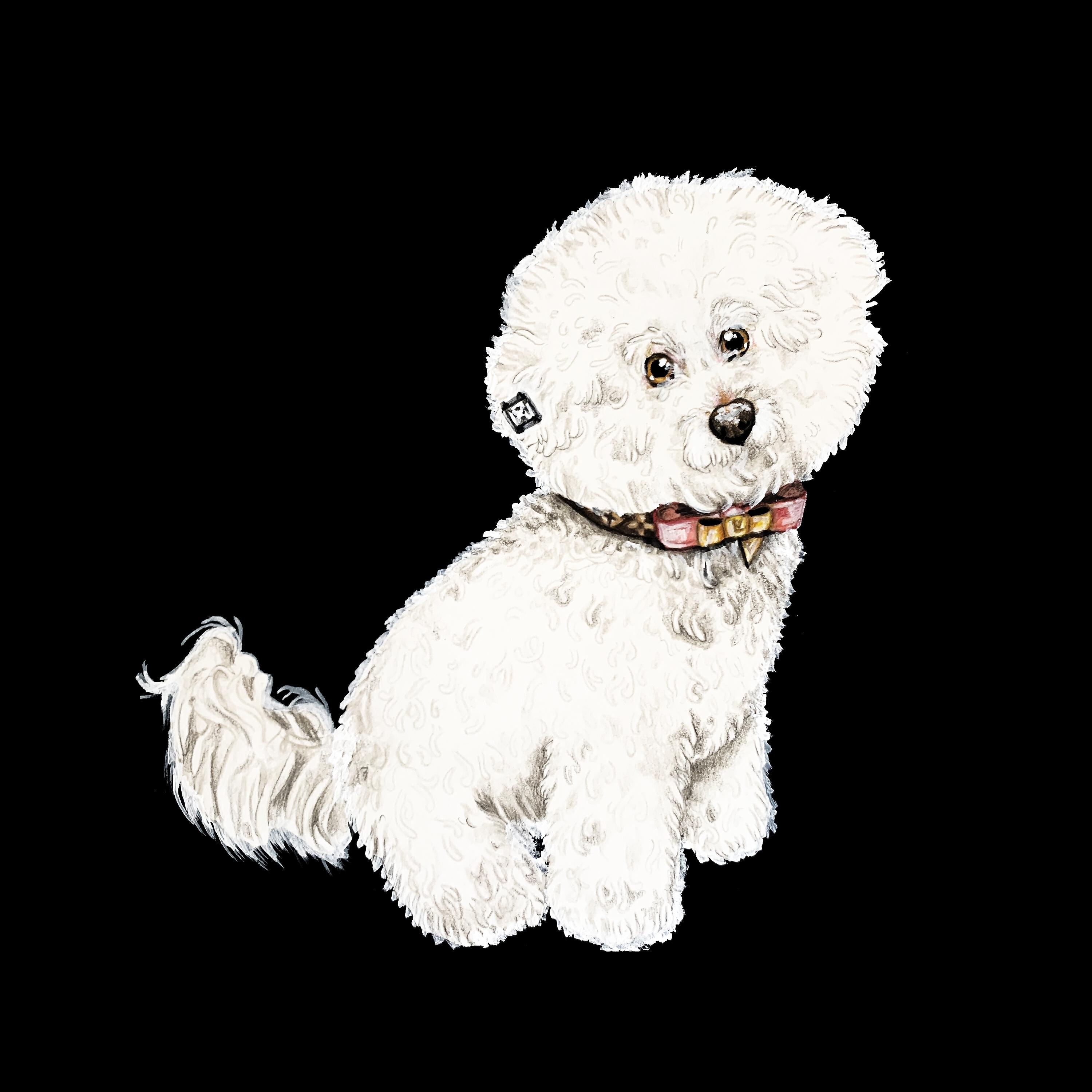 Релиз Bichon Frise
