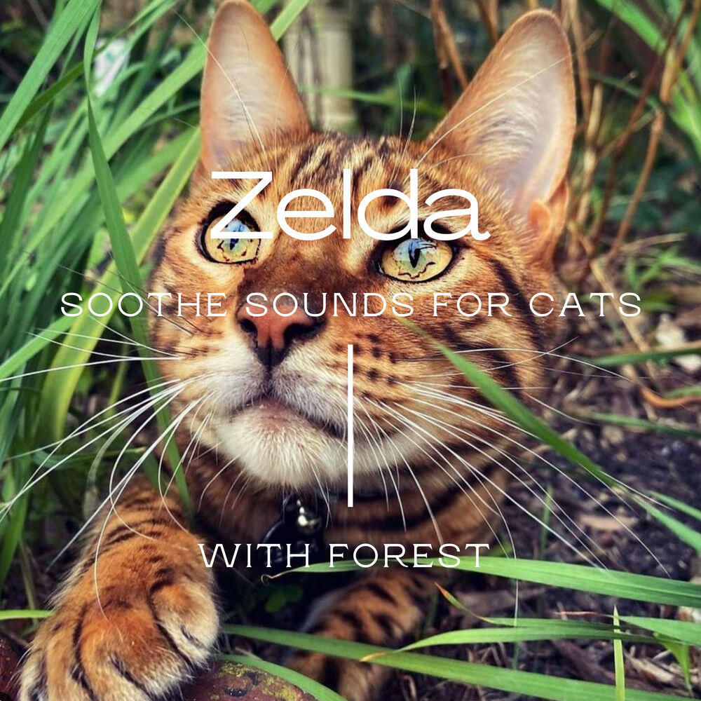 Релиз Zelda