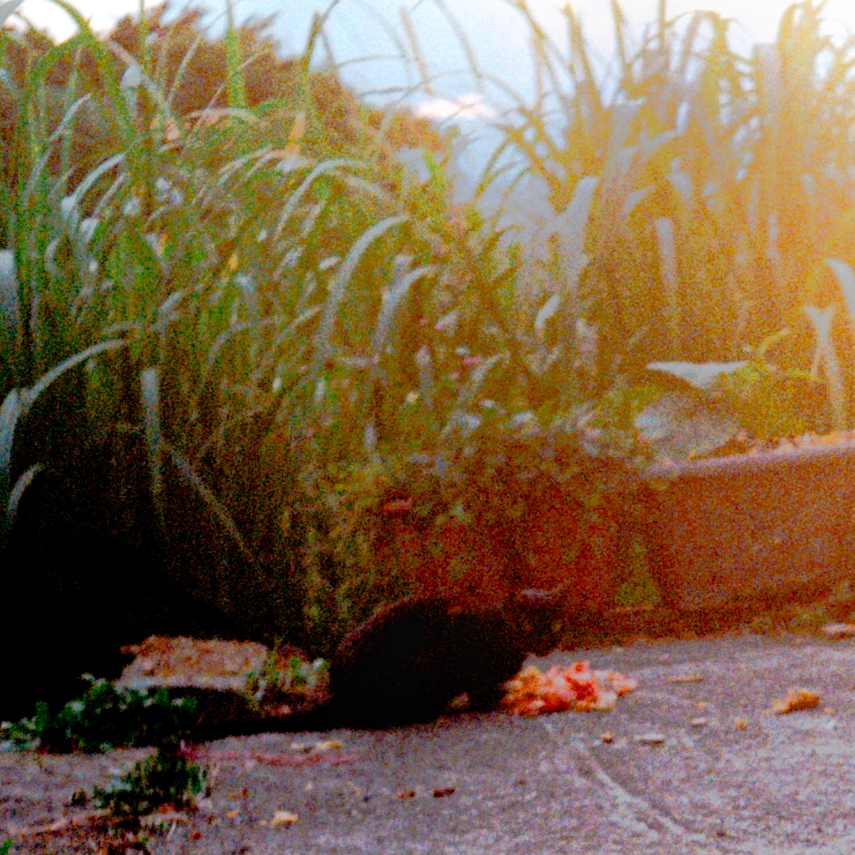Релиз a cat in 九份