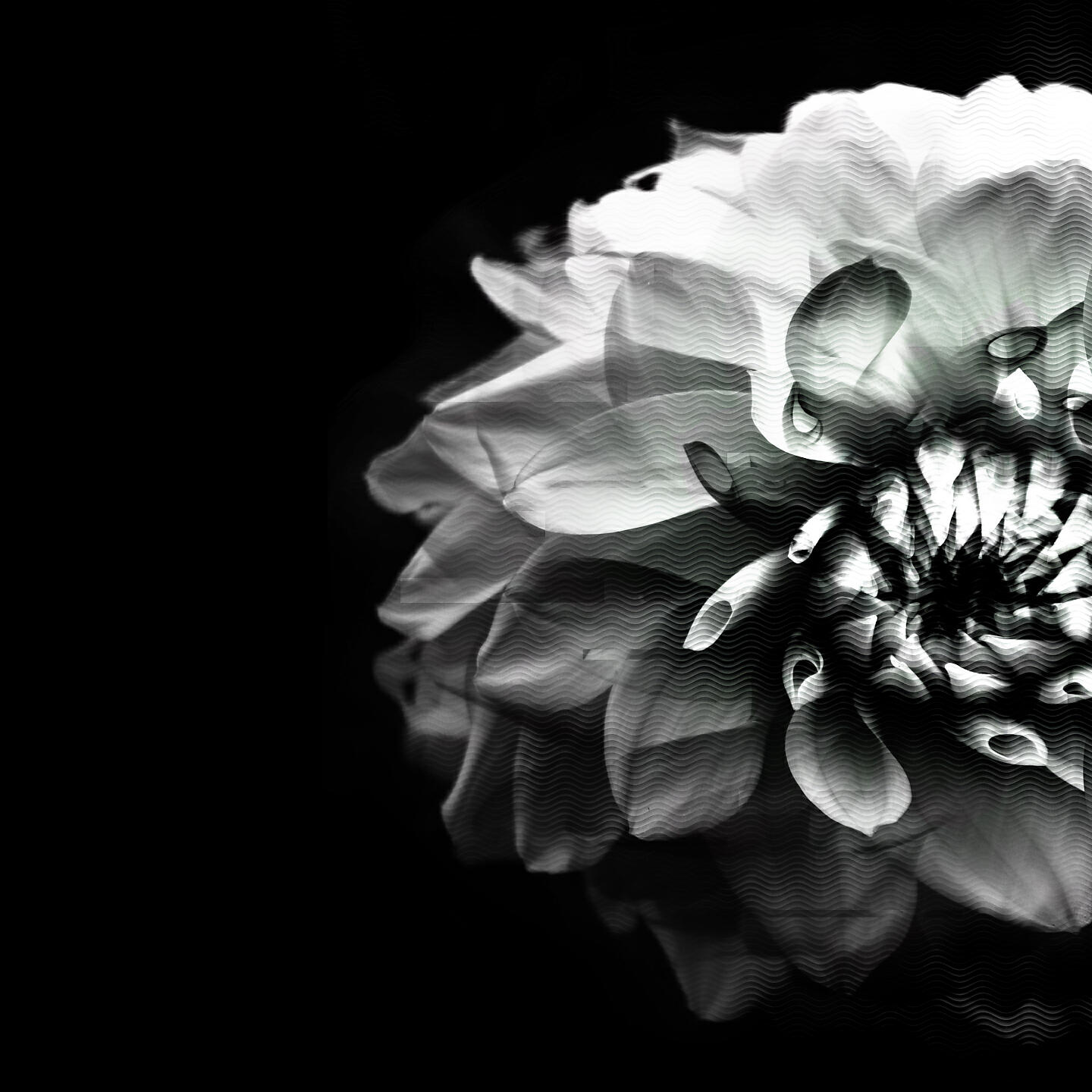 Релиз Psychotria