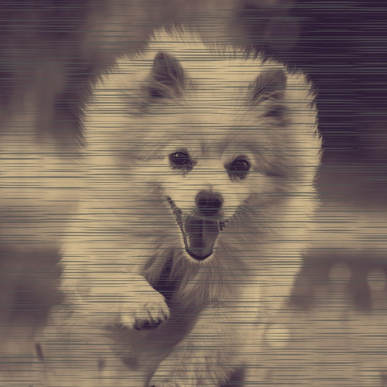 Релиз Paradise Like Background for Relaxing Your Dog
