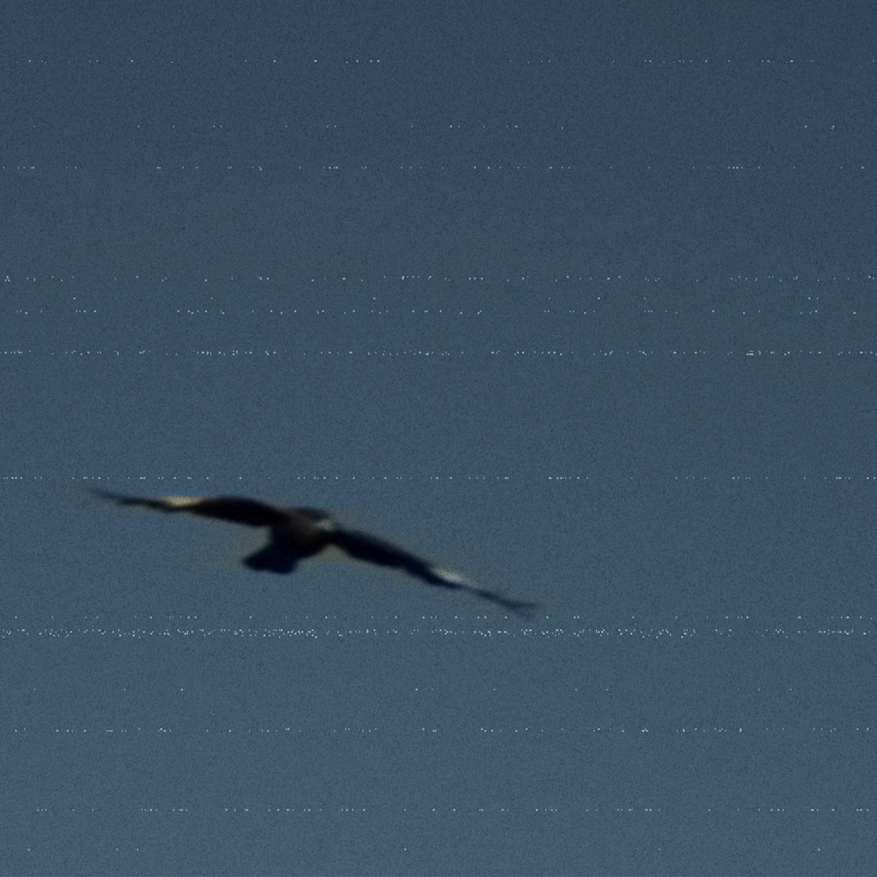 Релиз Águila Real