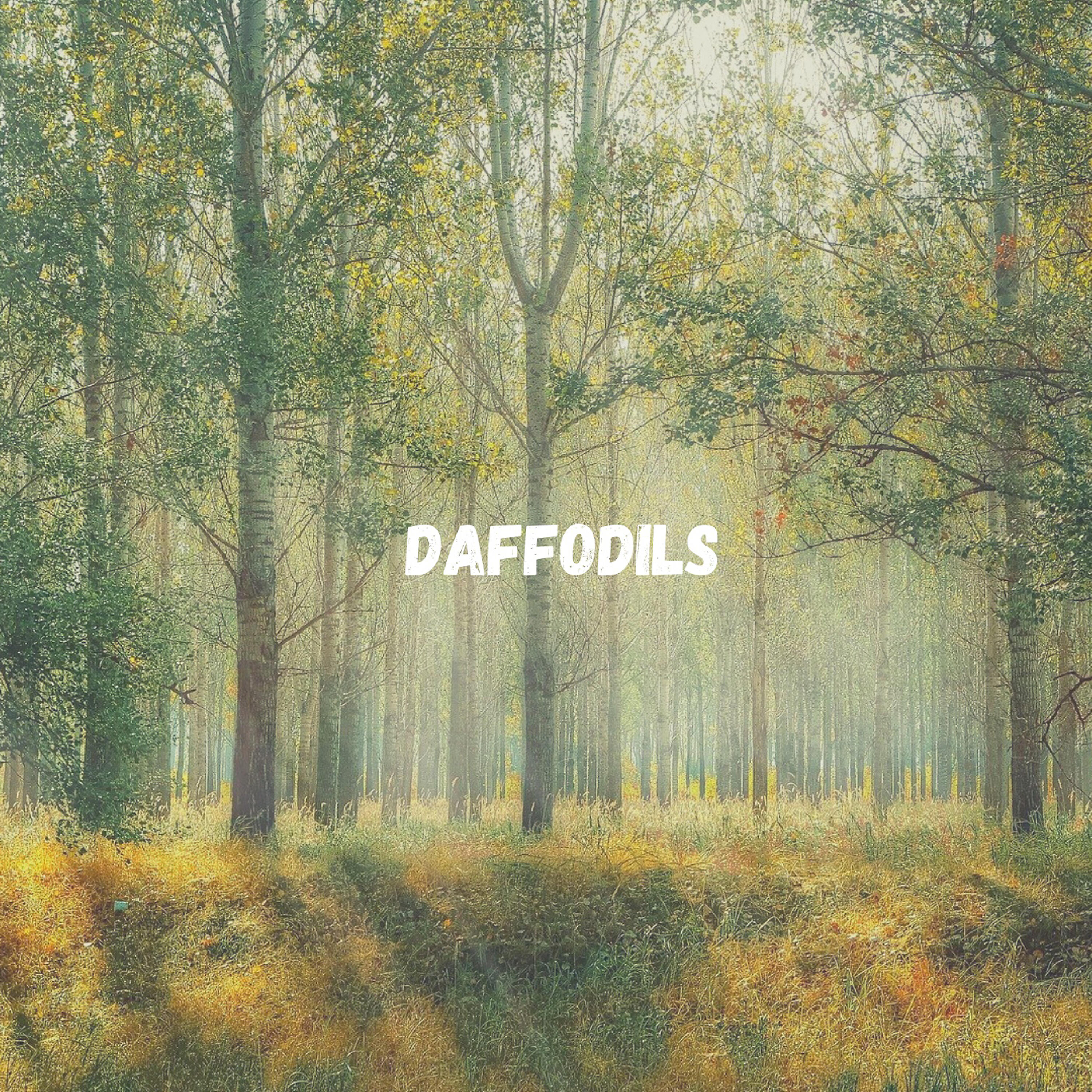 Релиз daffodils