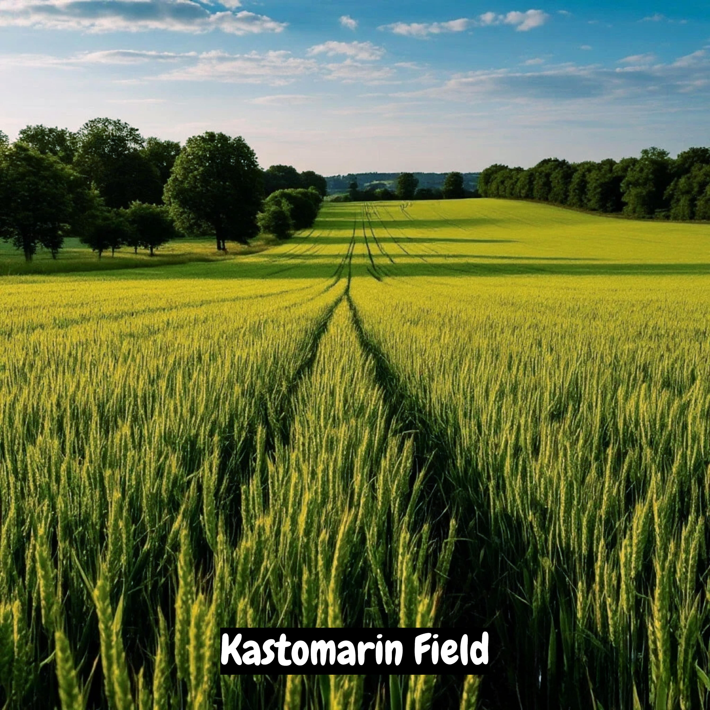 Релиз Field