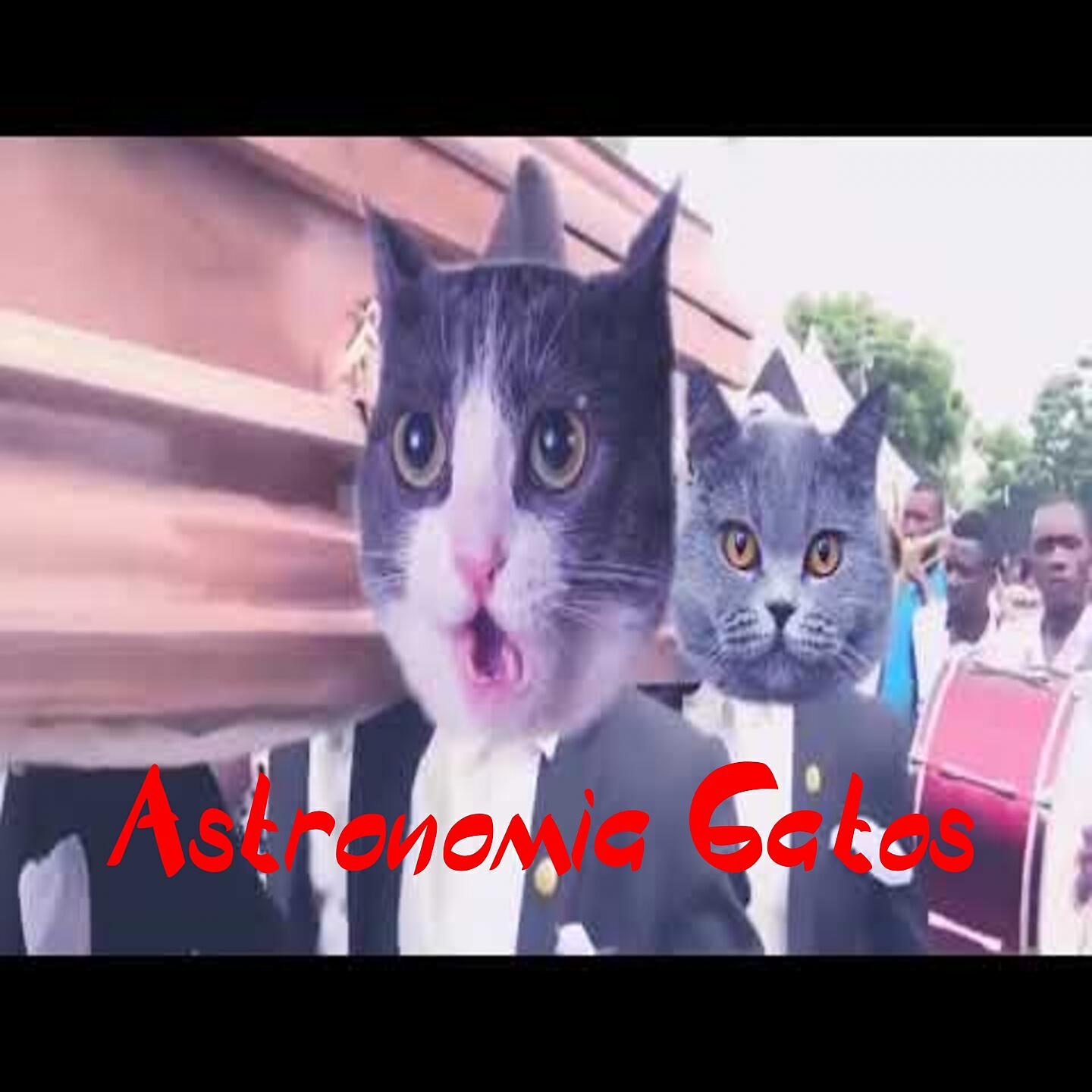 Релиз Astronomia Gatos Dance