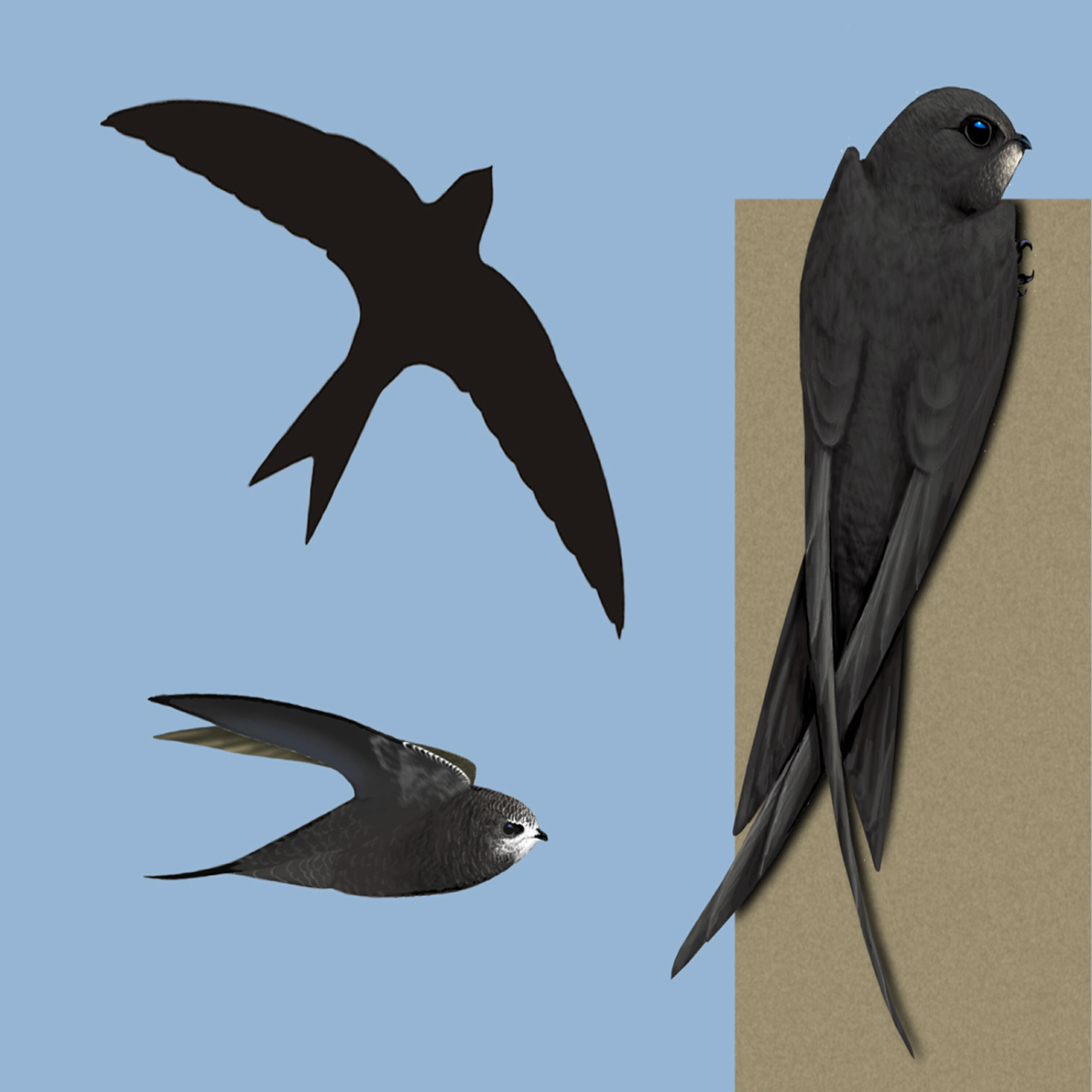 Релиз Bird call: Swift