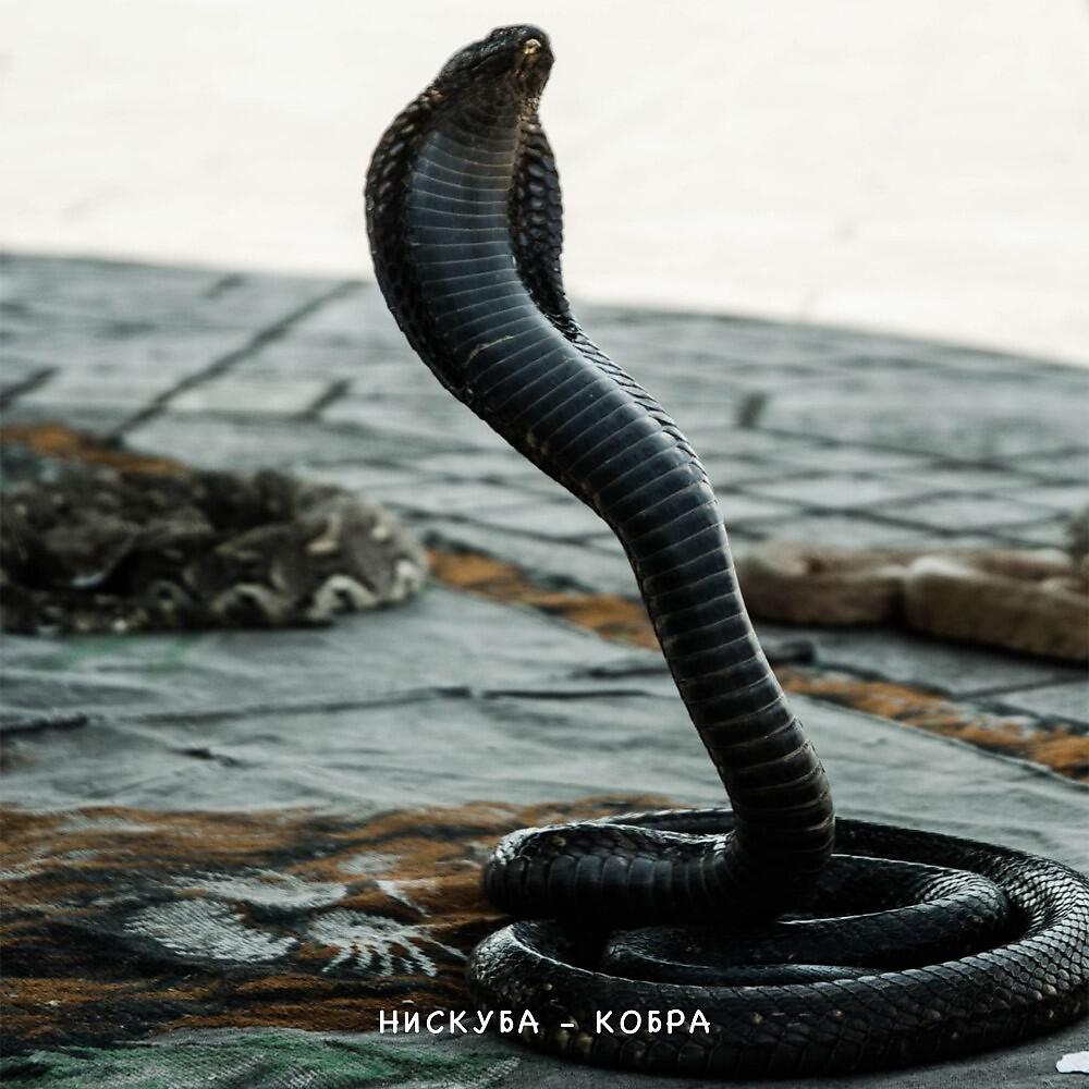 Релиз Кобра