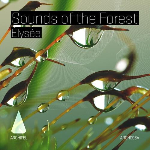 Релиз Sounds of the Forest