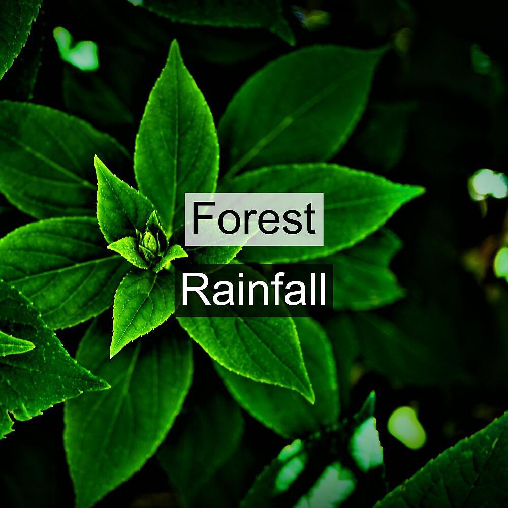 Релиз Forest Rainfall