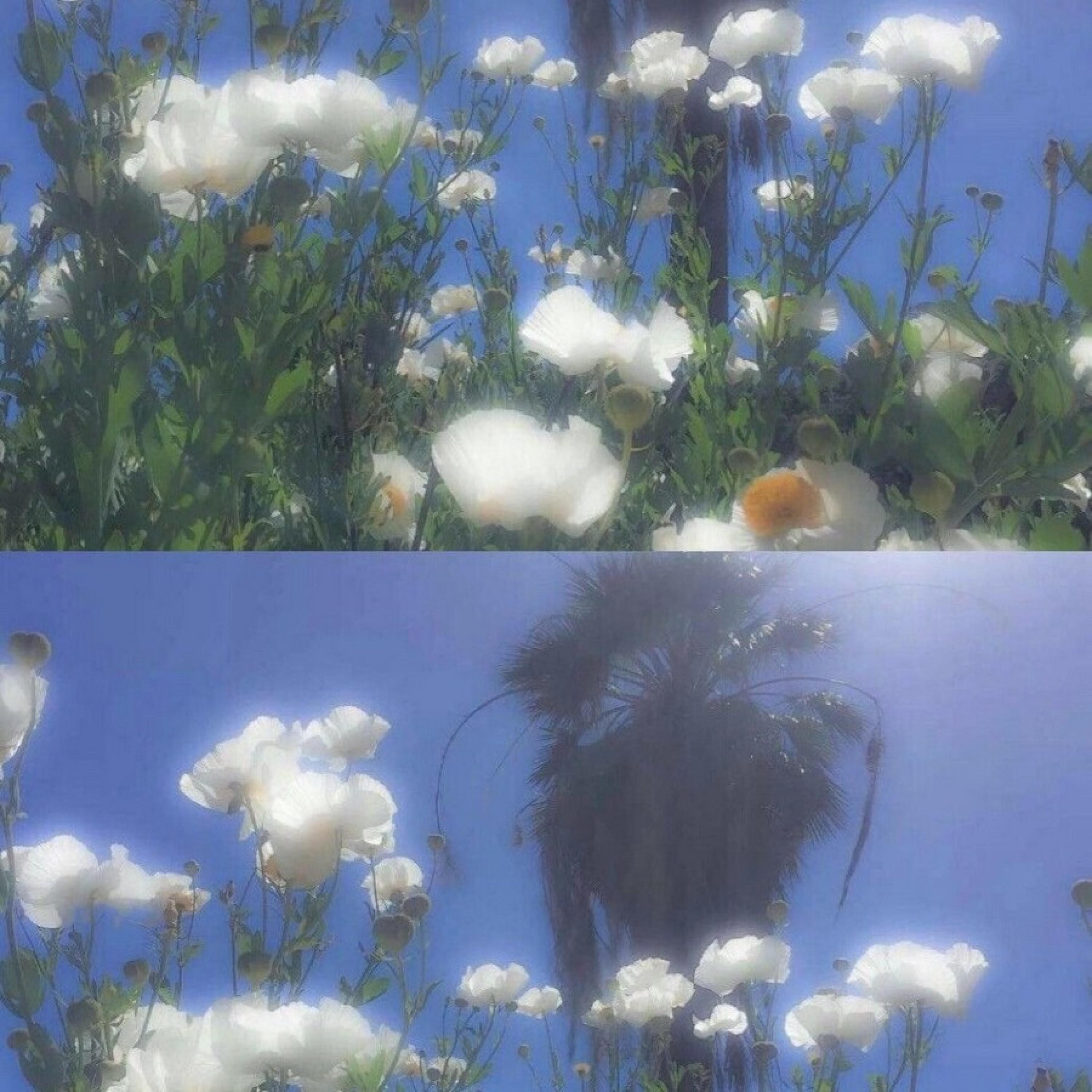 Релиз 深秋的露水