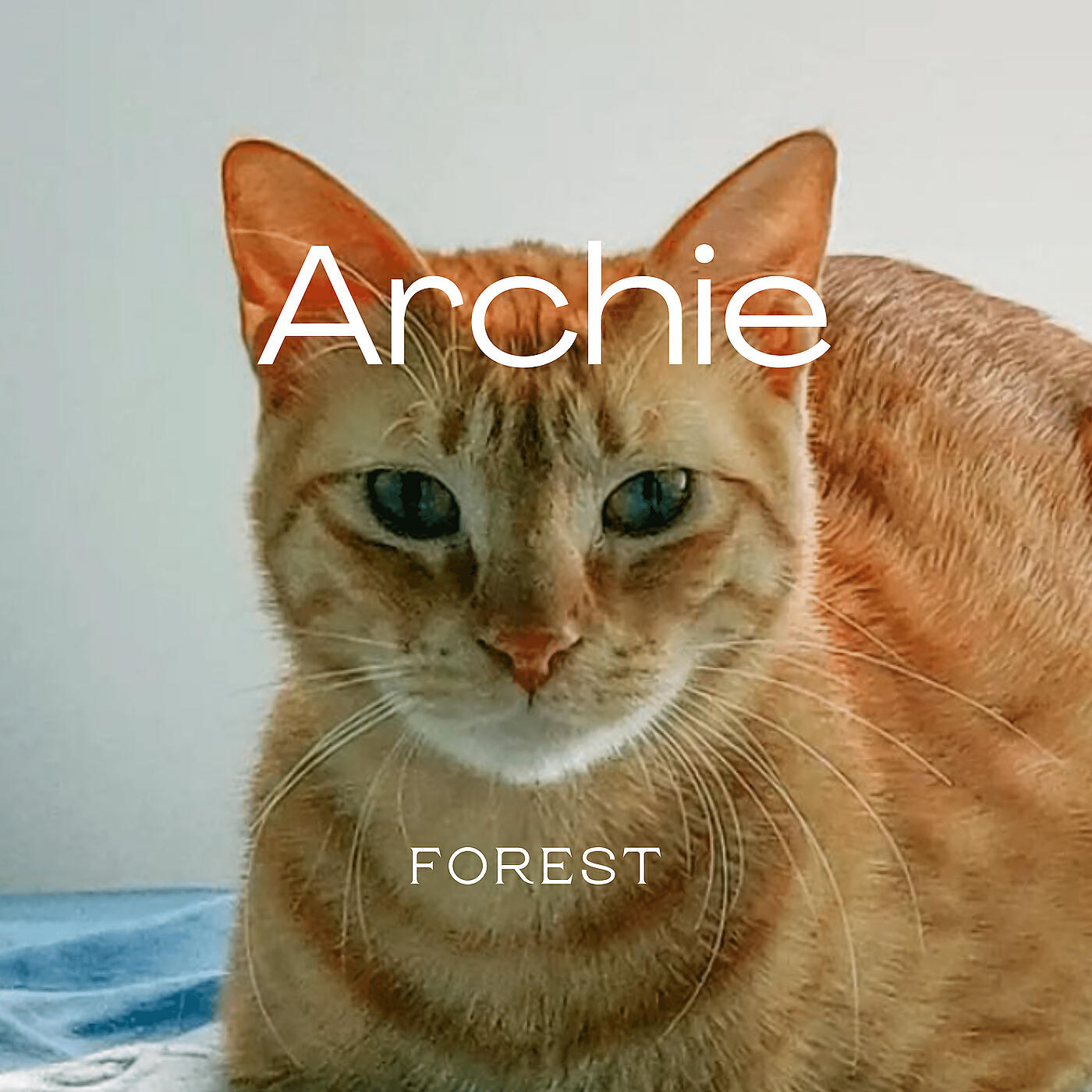 Релиз Archie