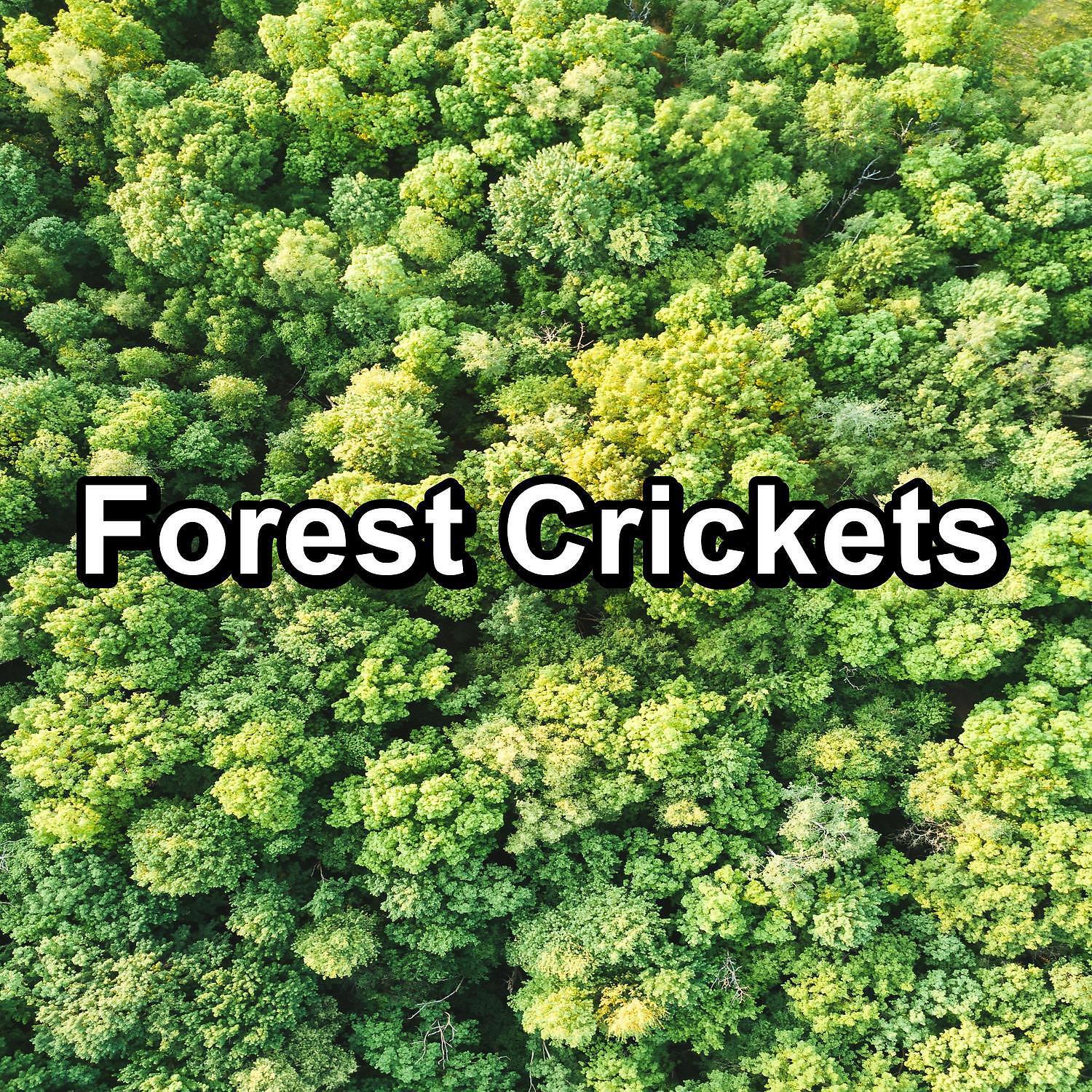 Релиз Forest Crickets