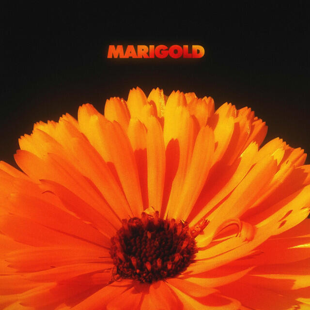 Релиз Marigold