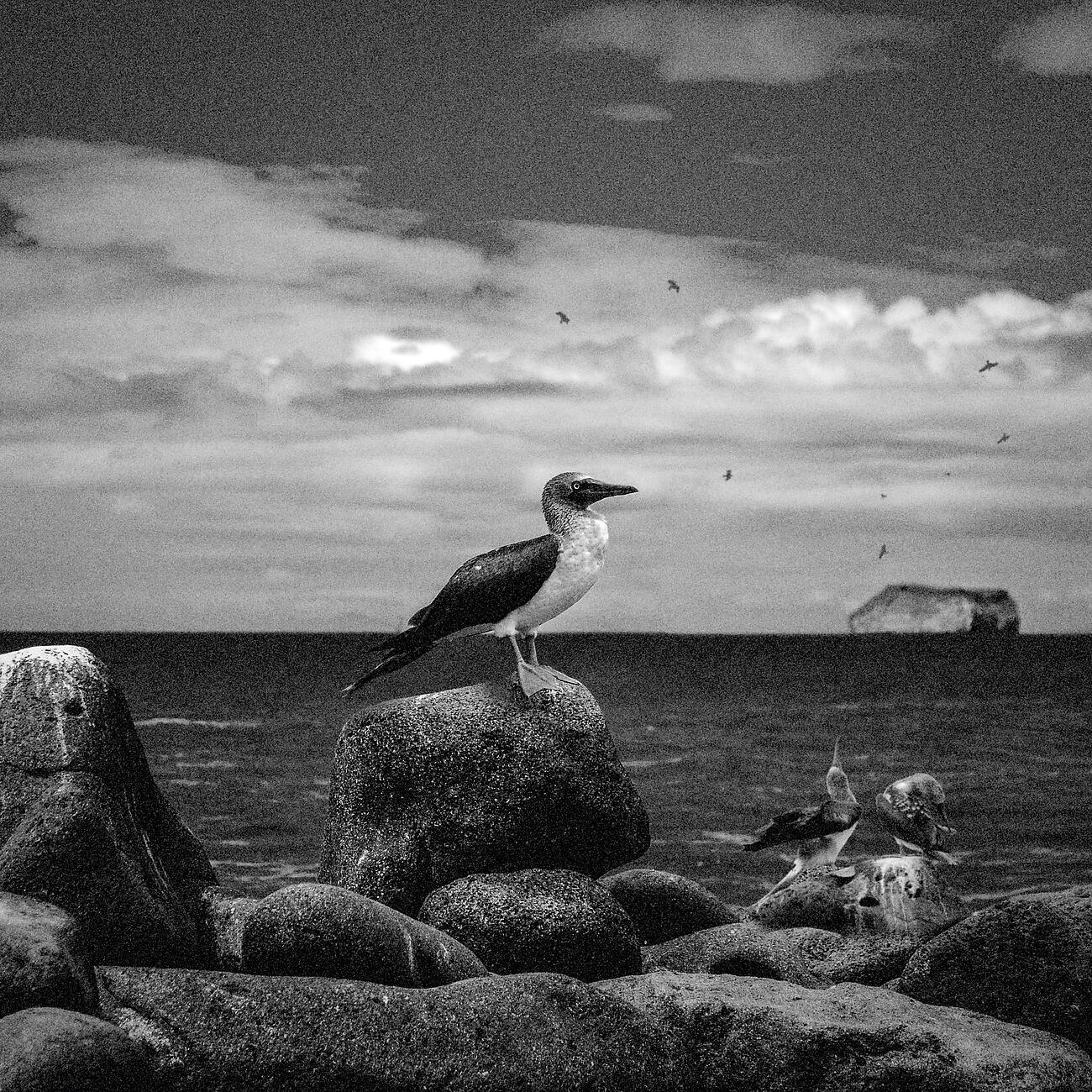 Релиз Galapagos Islands