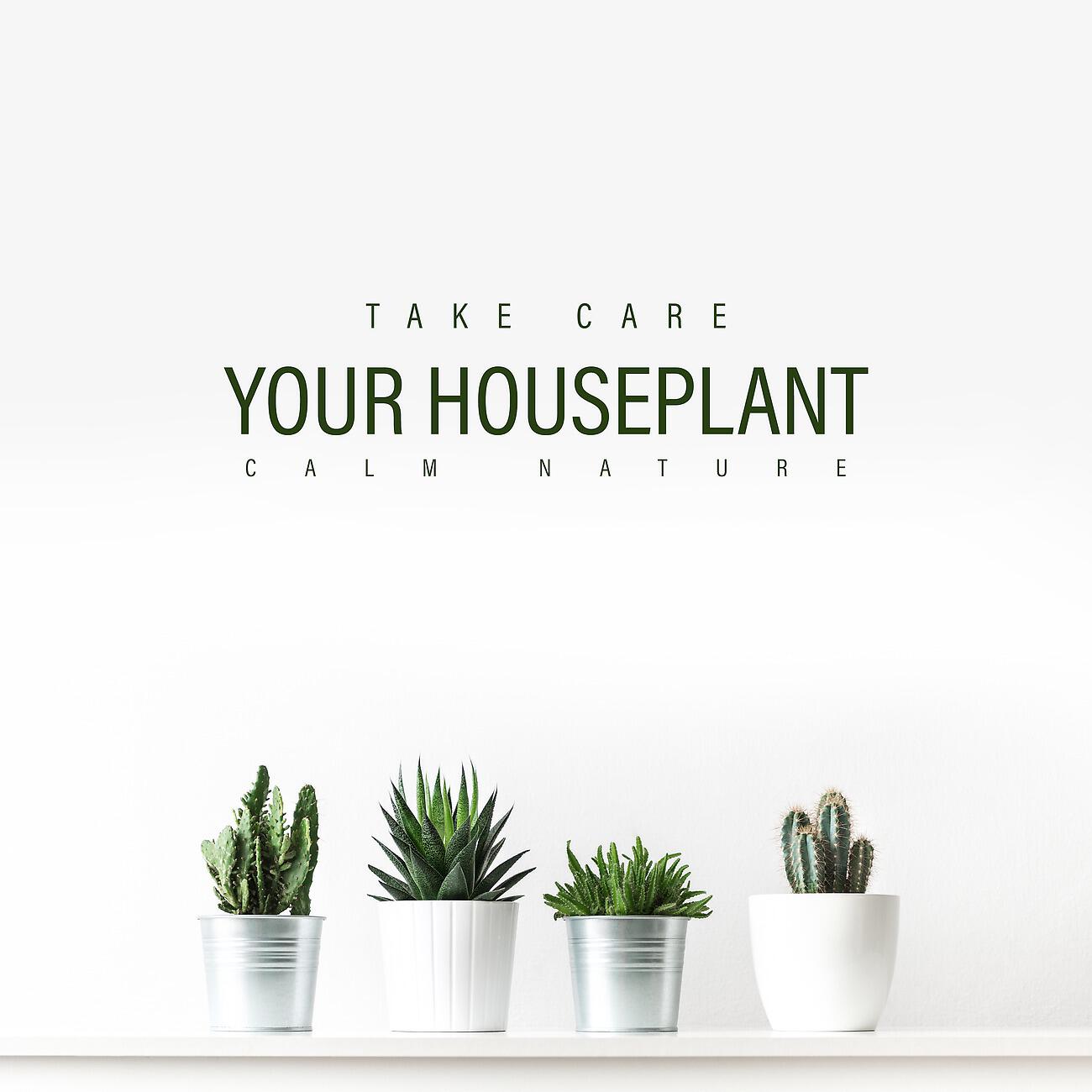 Релиз Take Care Your Houseplant