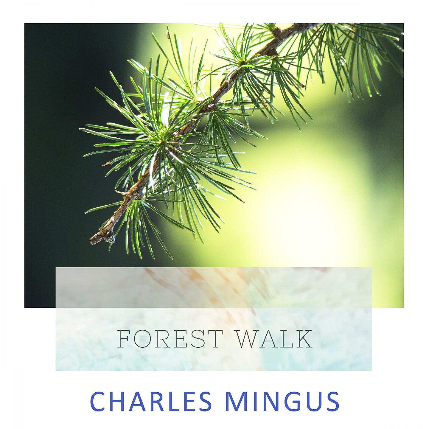 Постер альбома Forest Walk