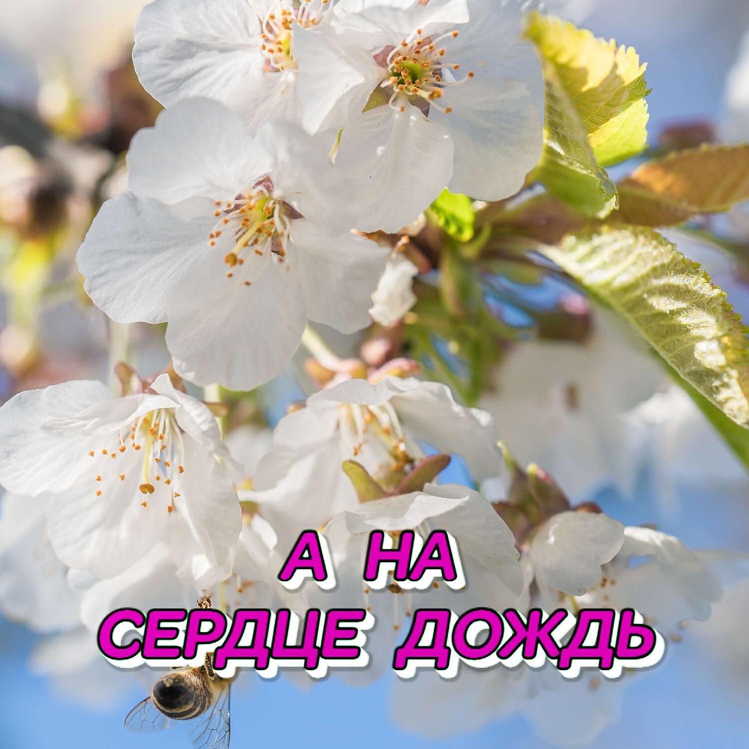 Релиз А НА СЕРДЦЕ ДОЖДЬ