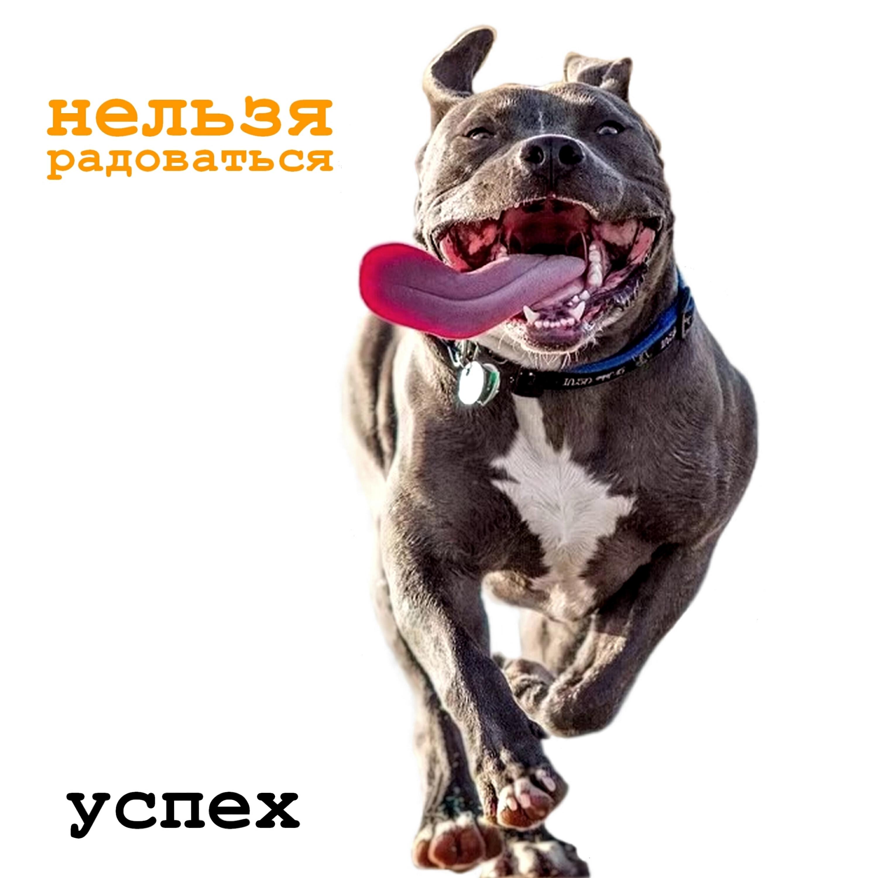 Релиз Успех
