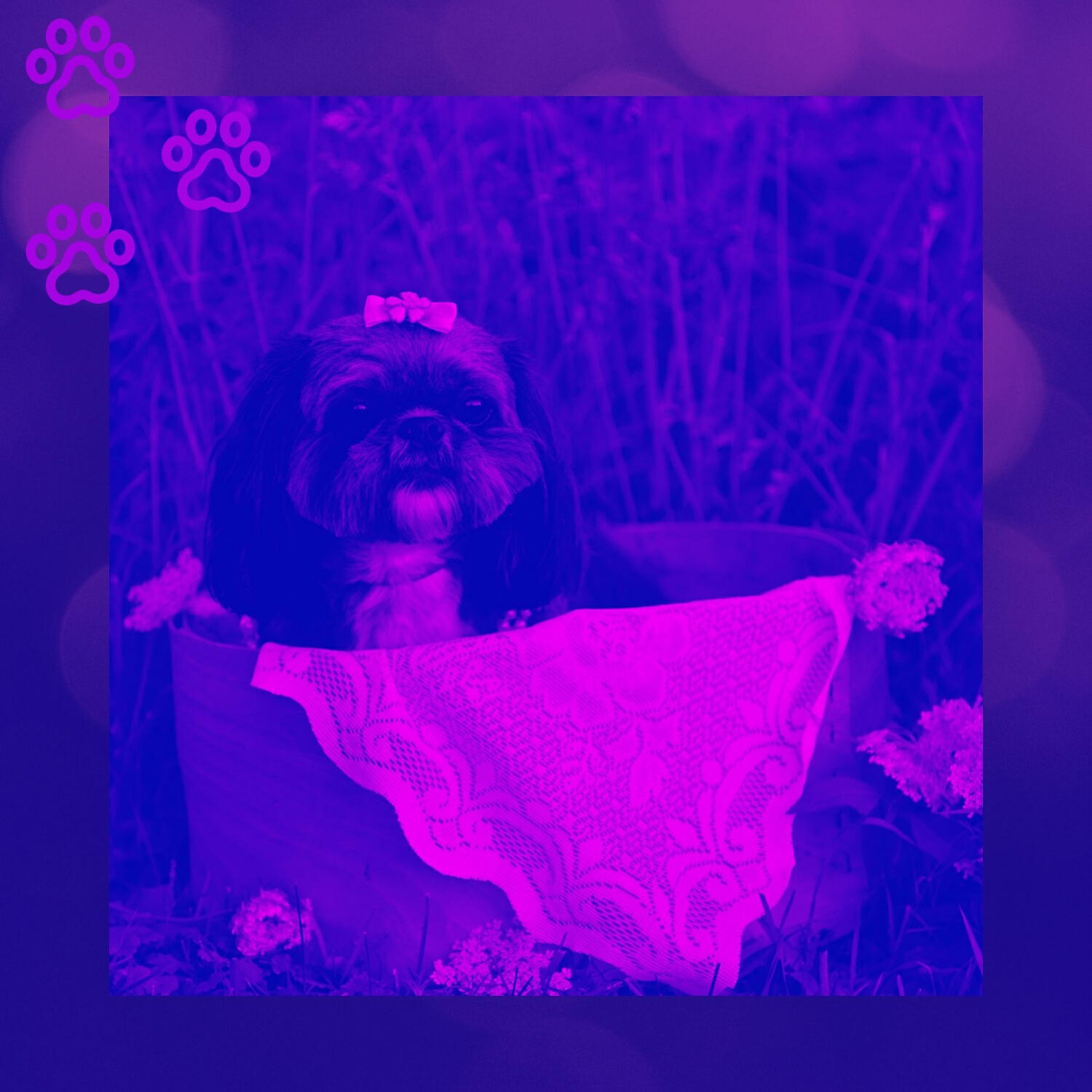 Релиз Backdrop for Relaxing Your Dog