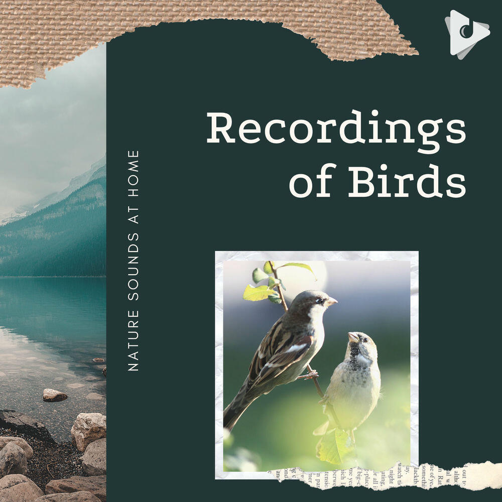 Релиз Recordings of Birds