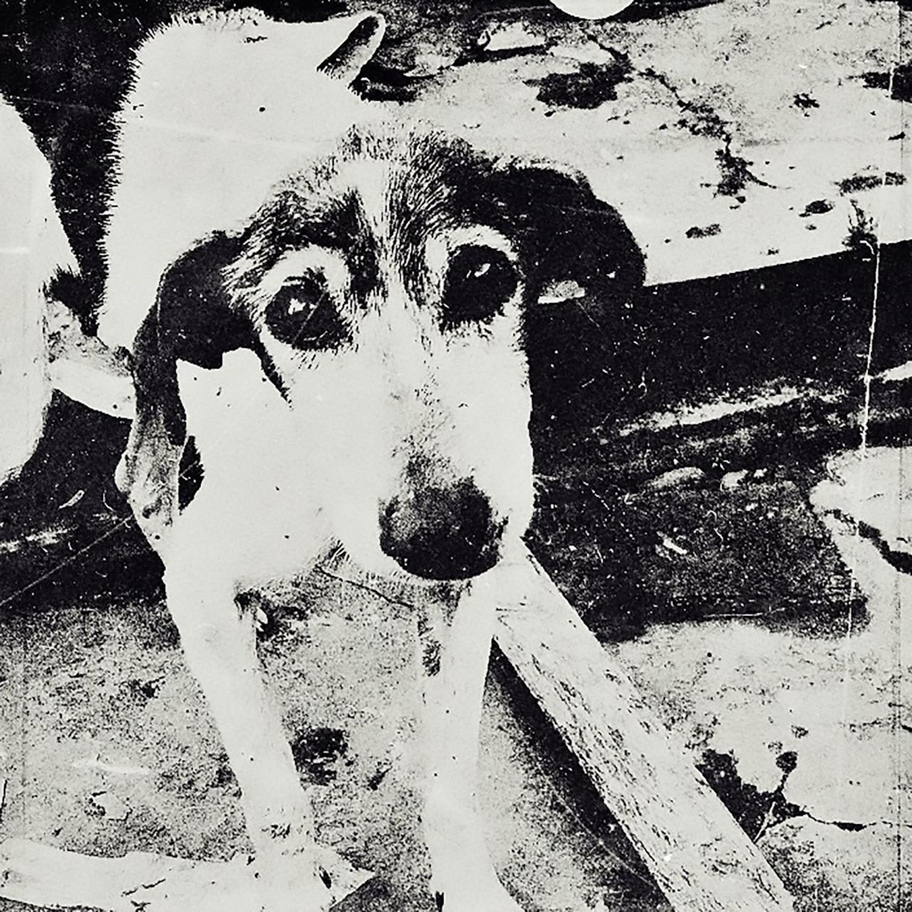 Релиз 24 Homeless Dogs