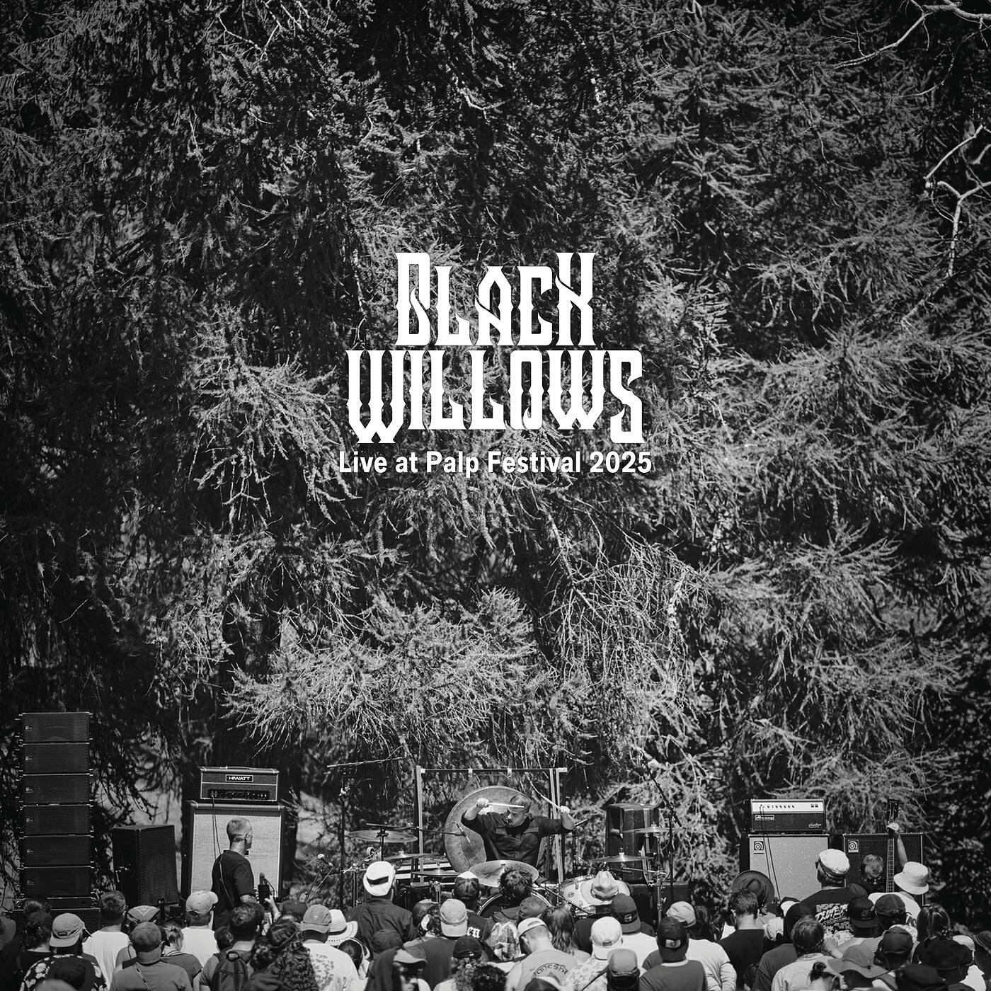 Black Willows