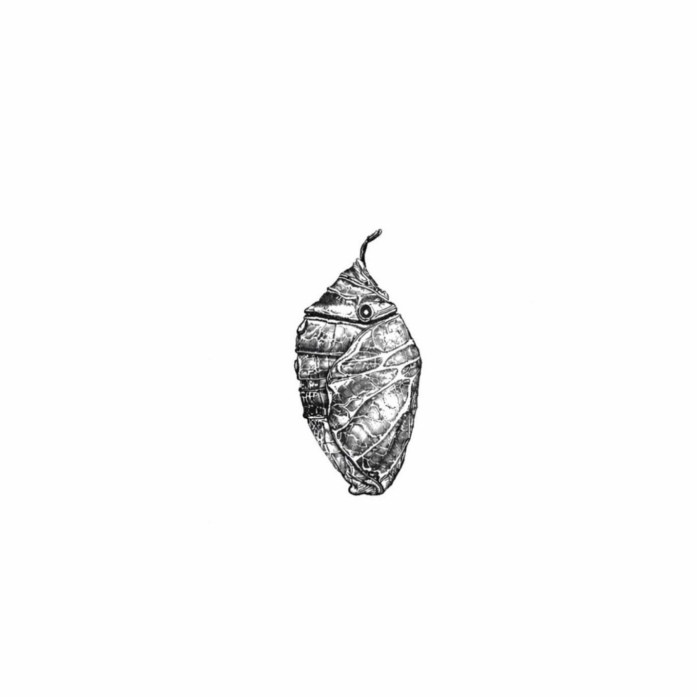 Релиз CRISALIDE
