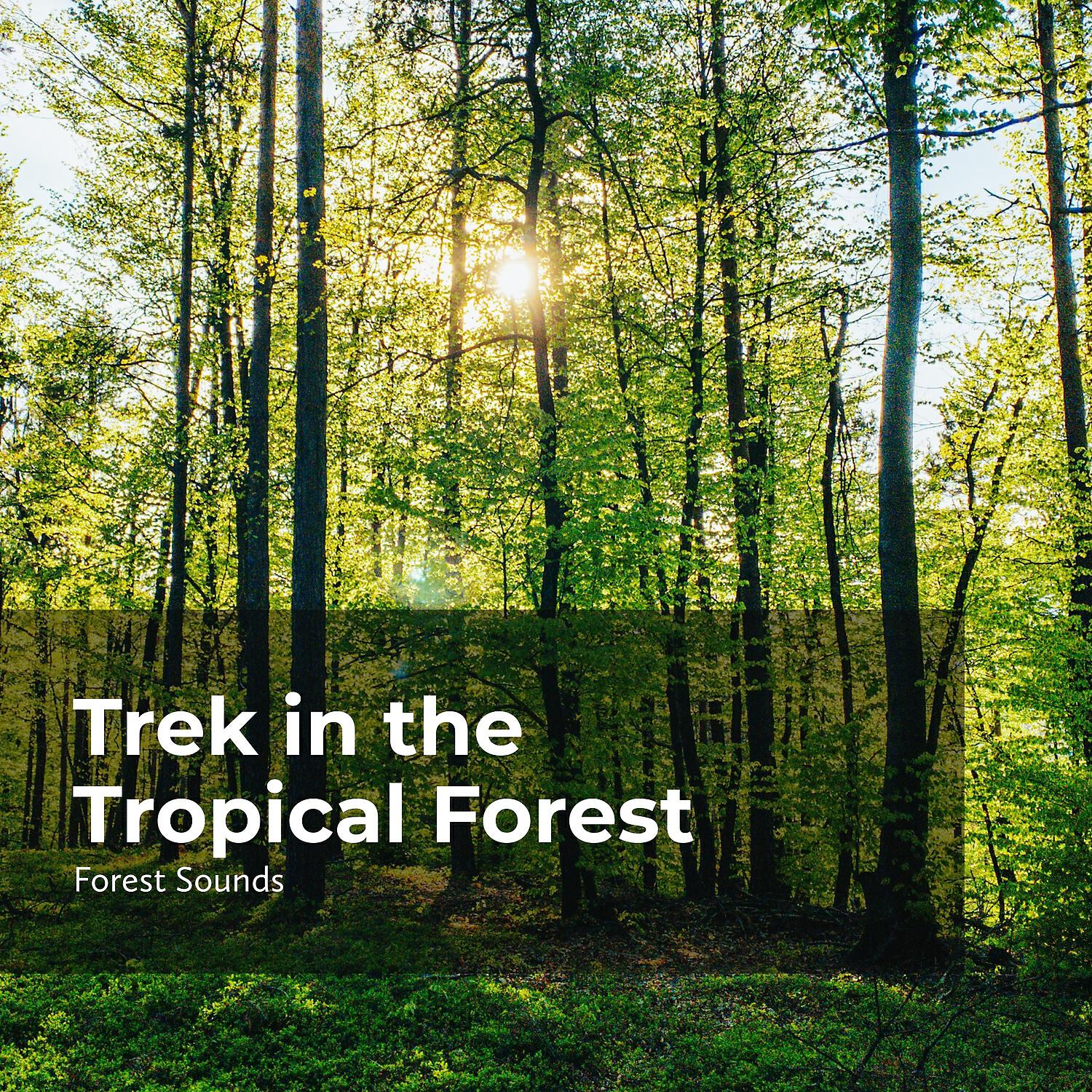 Релиз Trek in the Tropical Forest