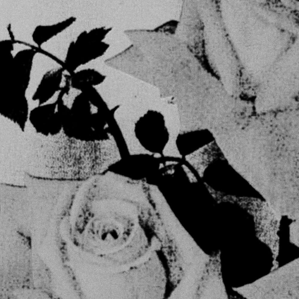 Релиз Rose