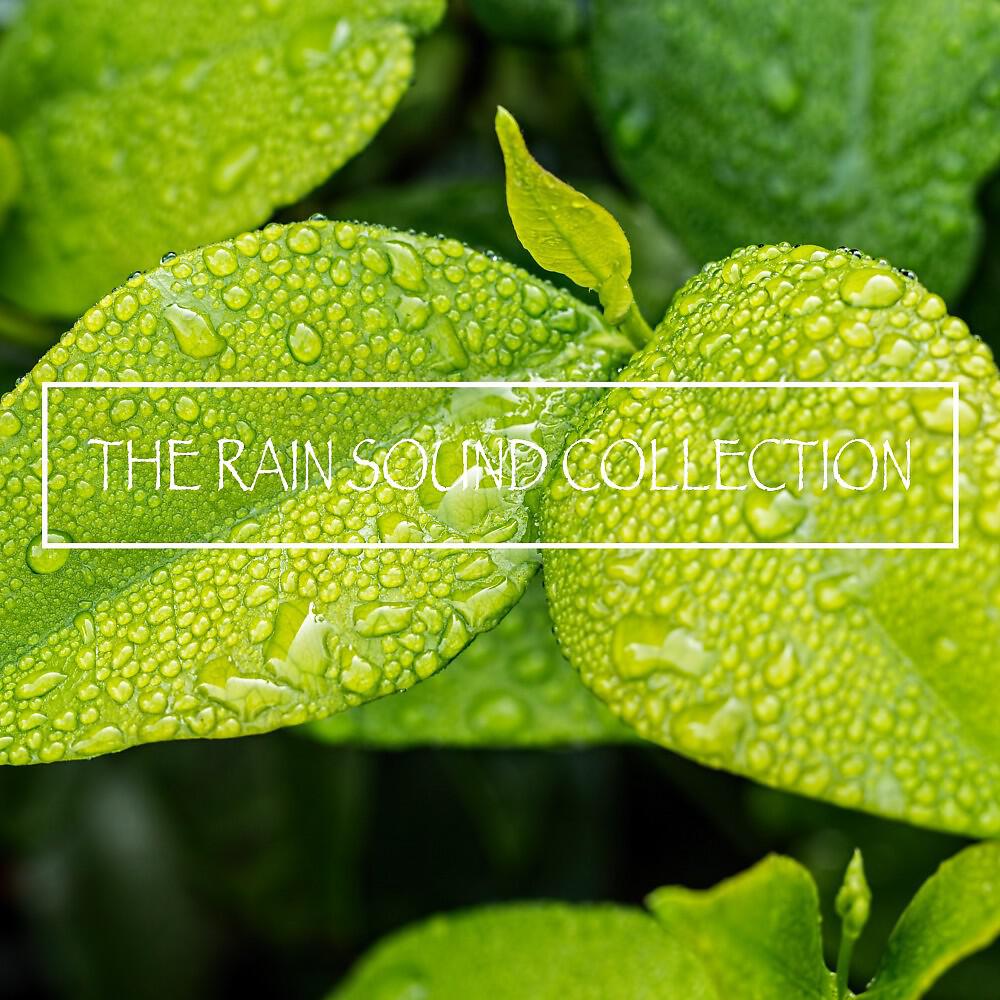 Релиз The Rain Sound Collection